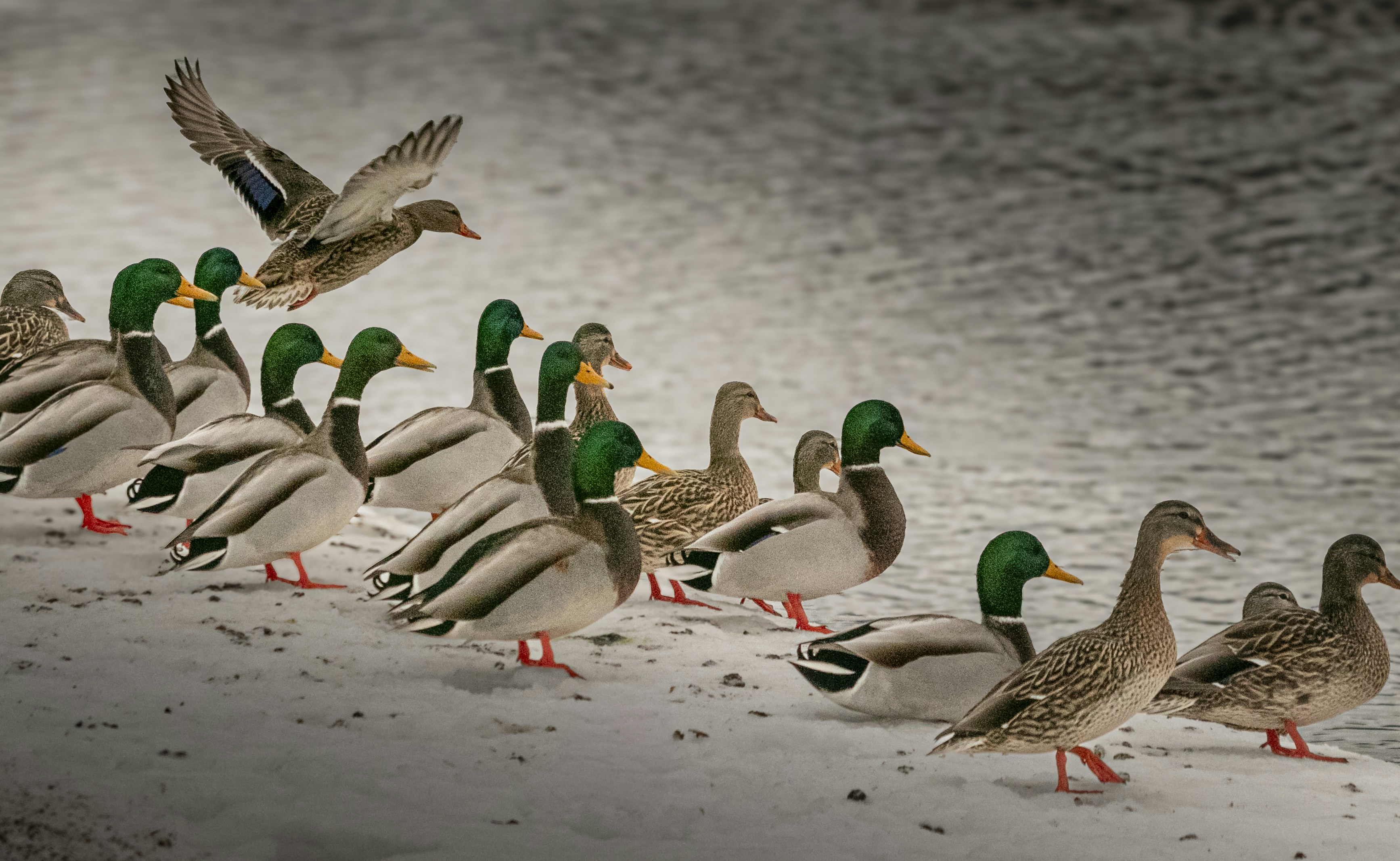 A flock of mallard ducks walking on snowy ground