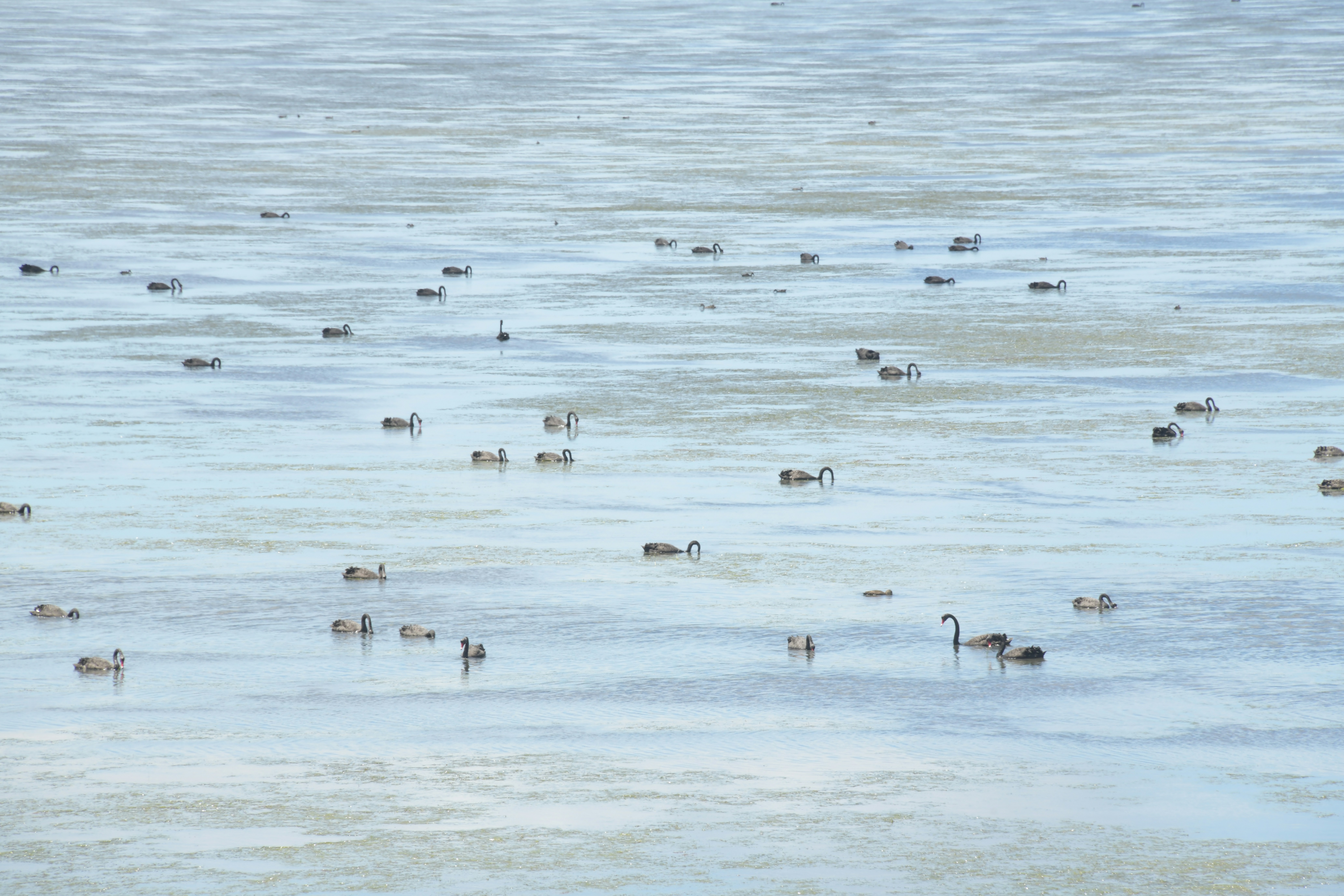Des canards nageant sur une surface calme et glacée d’un lac.