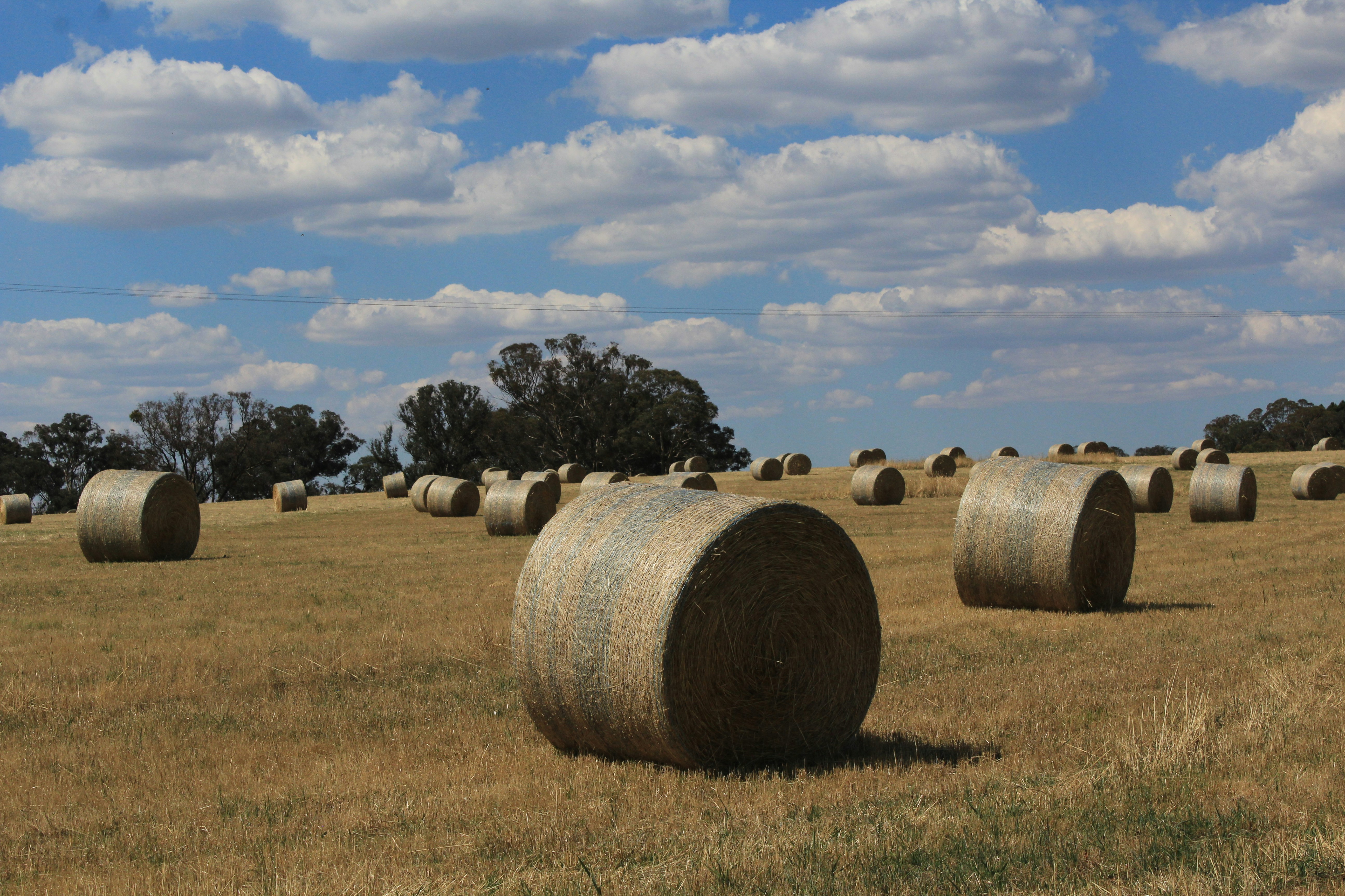 Round hay bales scattered across a dry field under clouds.
