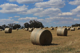 Round hay bales scattered across a dry field under clouds.
