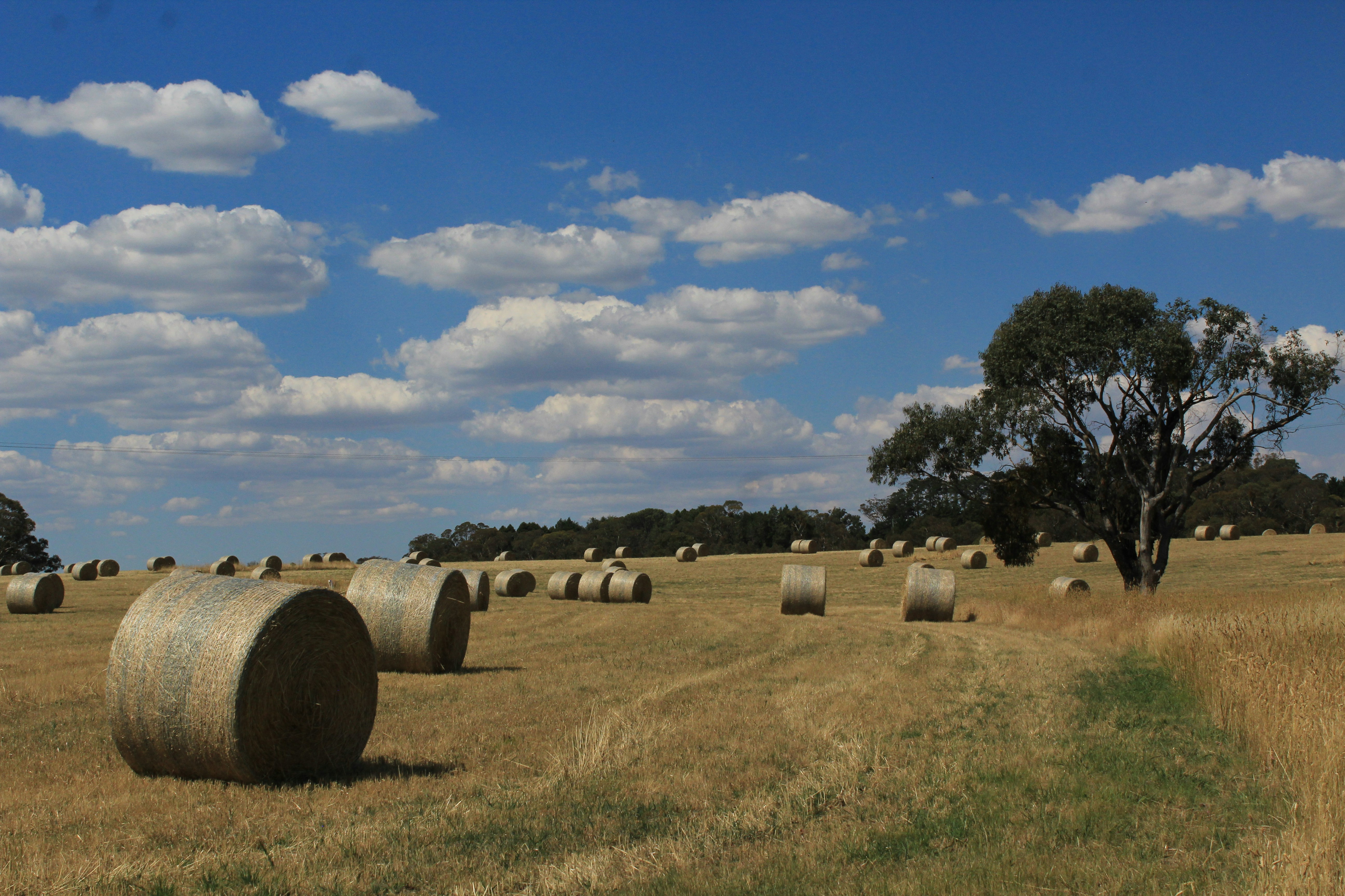 Round hay bales scattered across a dry, grassy field.