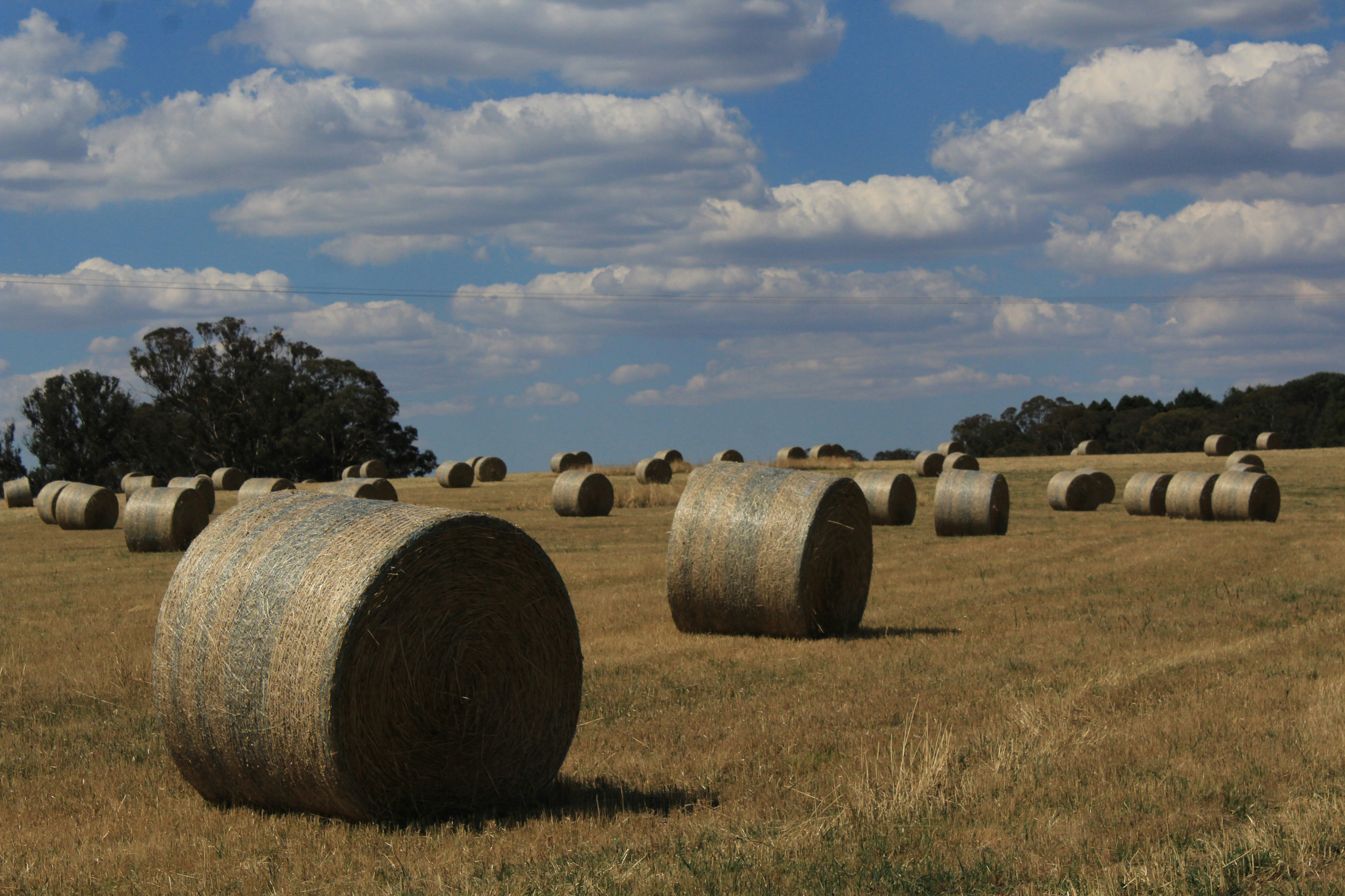 Round hay bales scattered across a dry field under clouds.