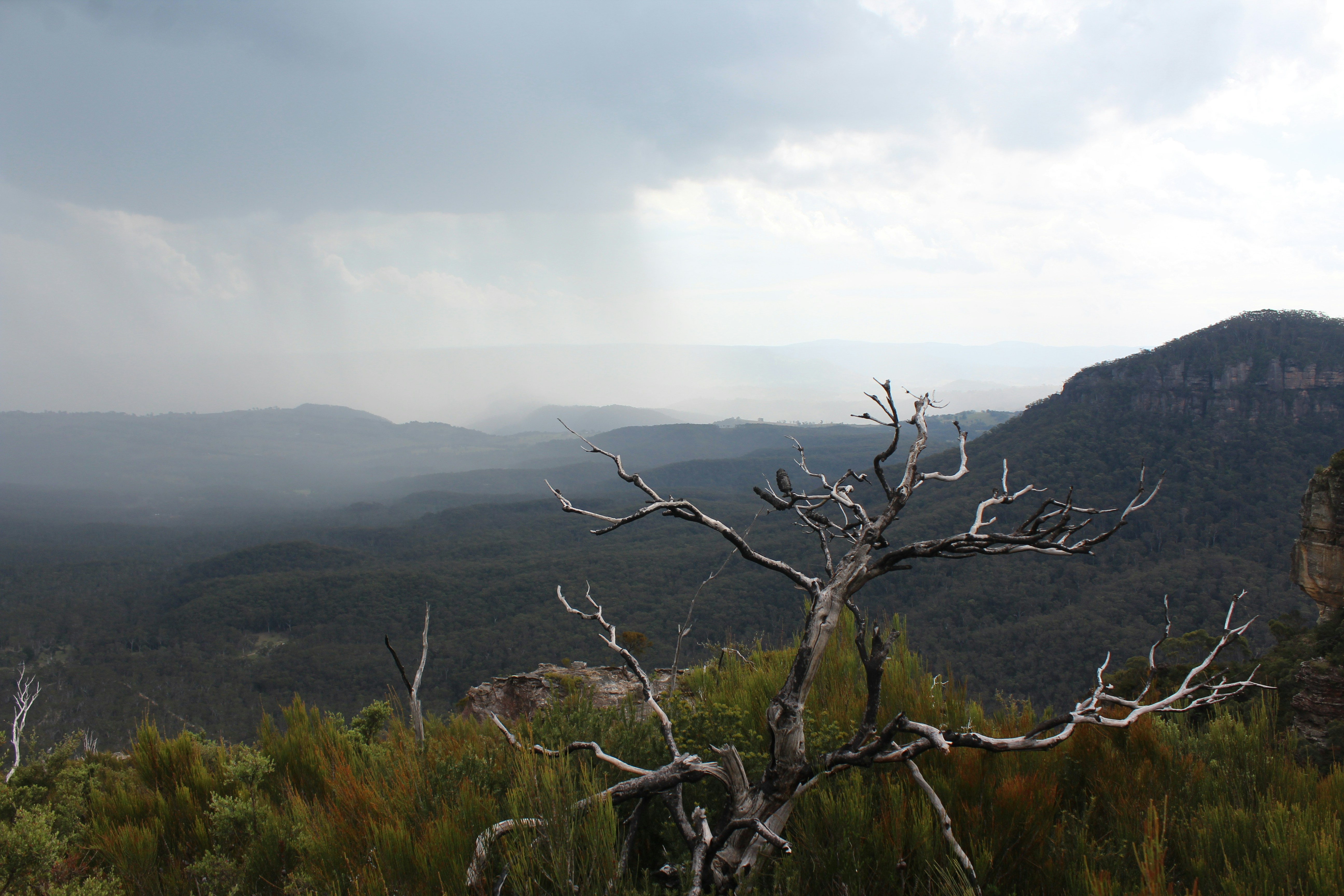 Árvore árida com paisagem montanhosa enevoada
