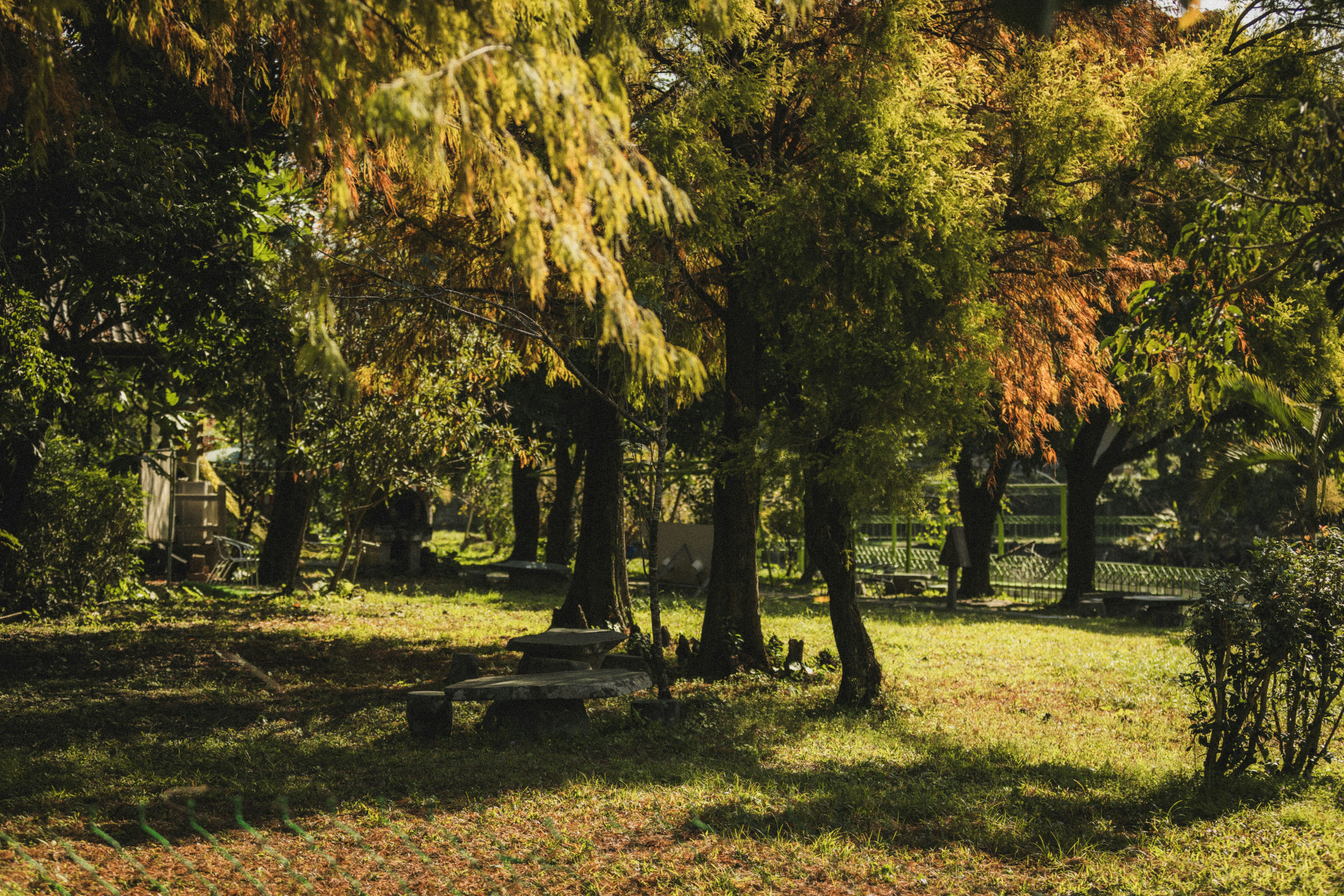 Autumn trees in a park with sunlight filtering through.