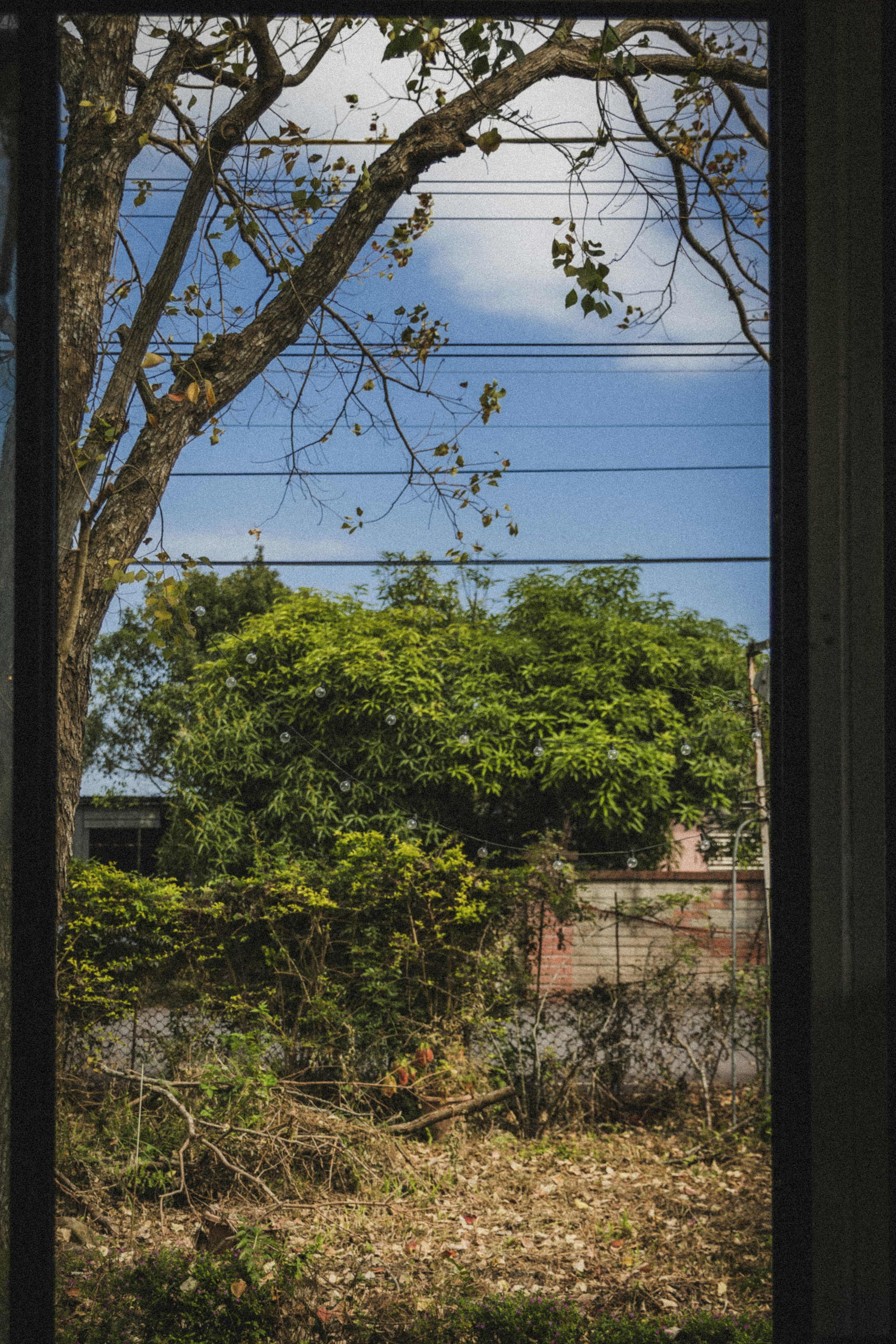 View of trees and sky through a window