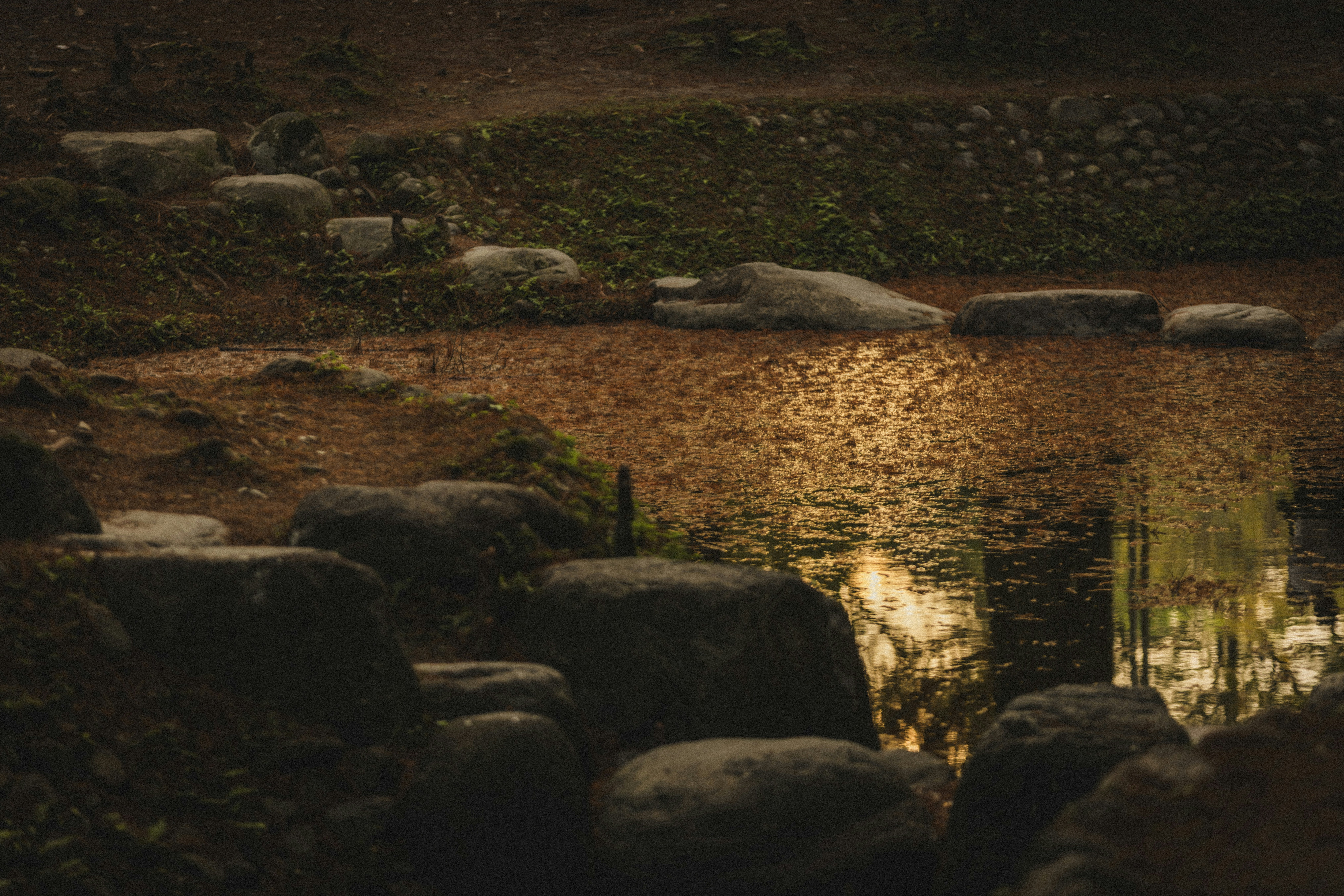 Stepping stones cross a shallow pond in a garden.