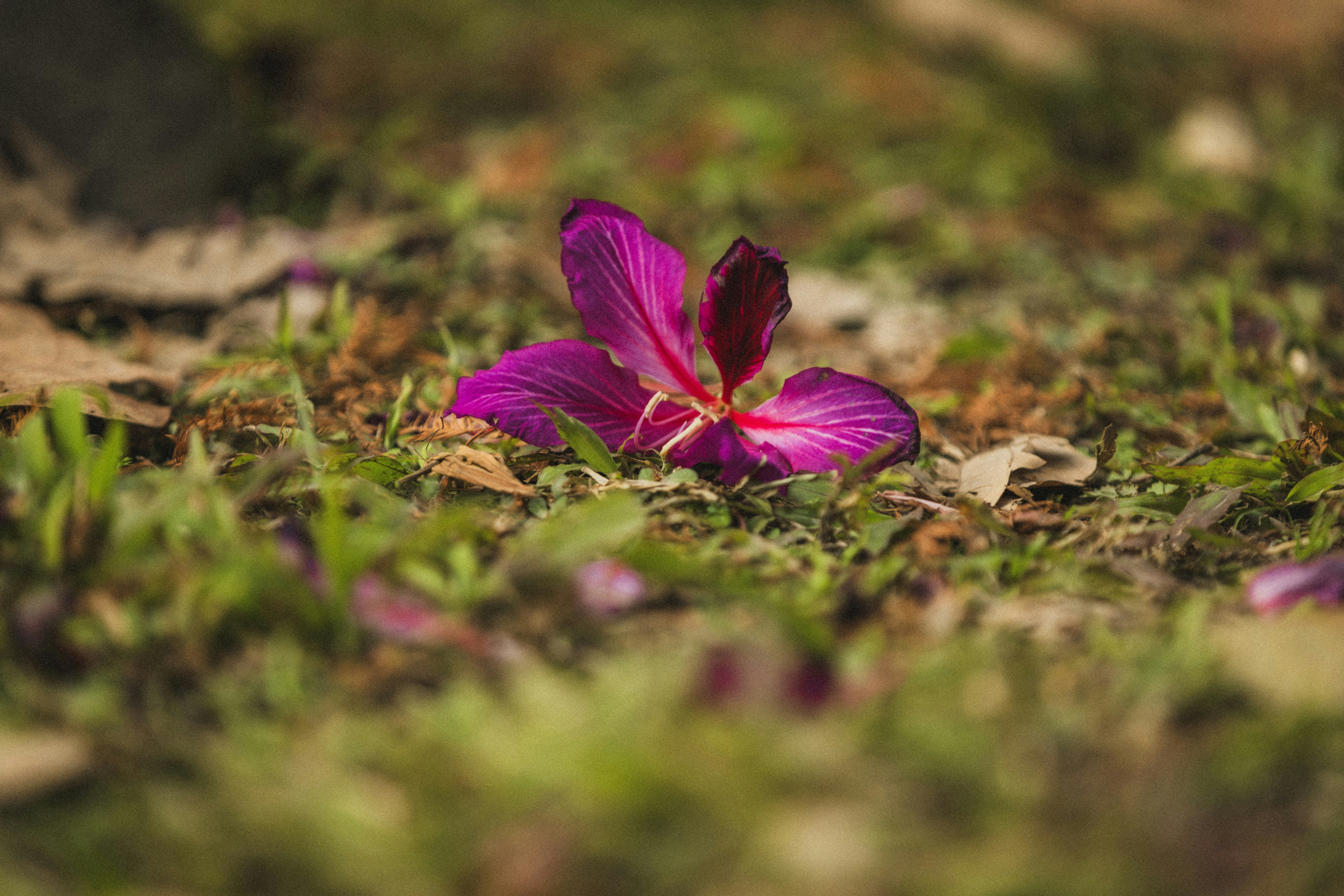 Delicate violet flowers in bloom