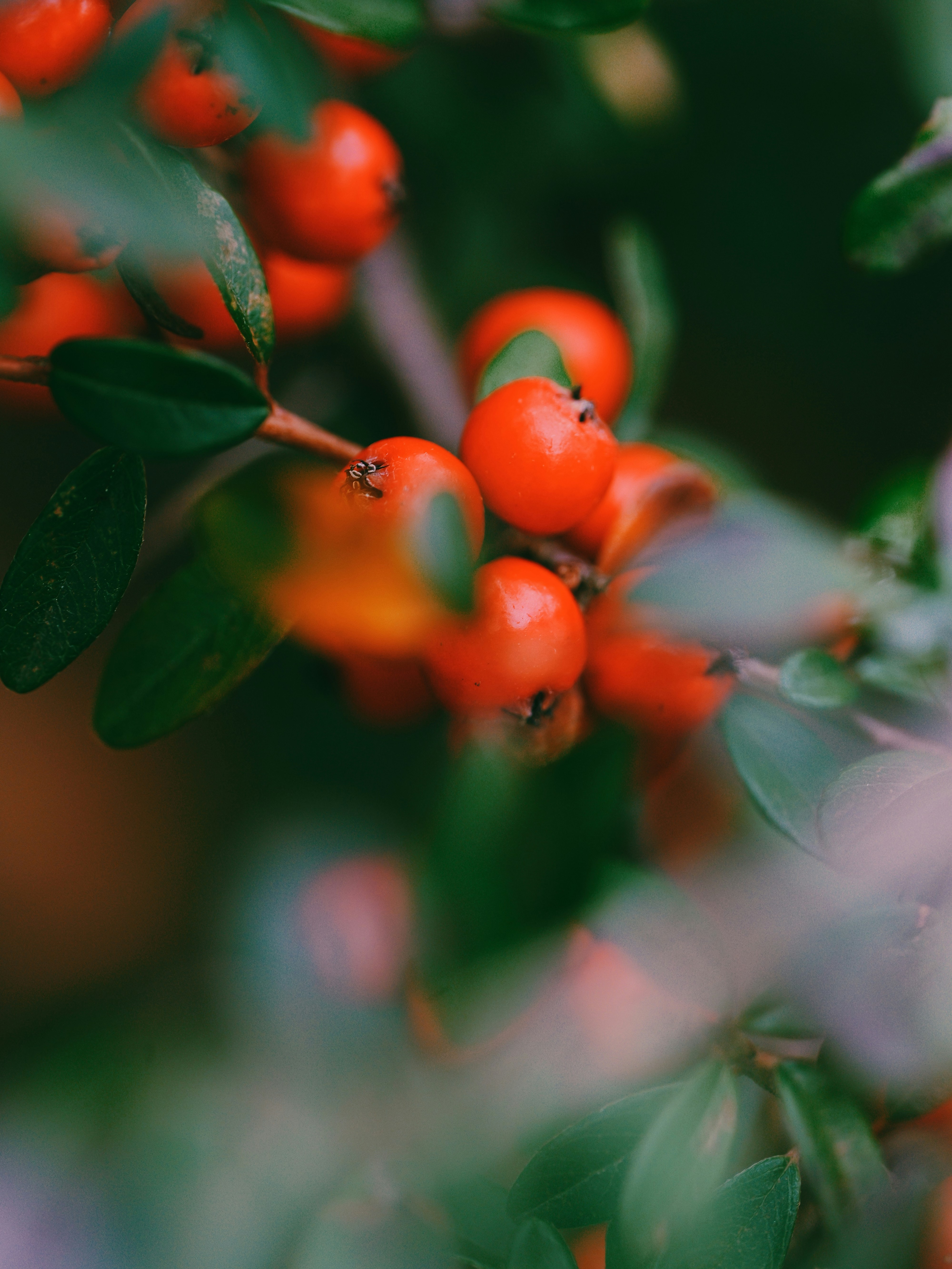 Close-up of bright red berries on a branch.