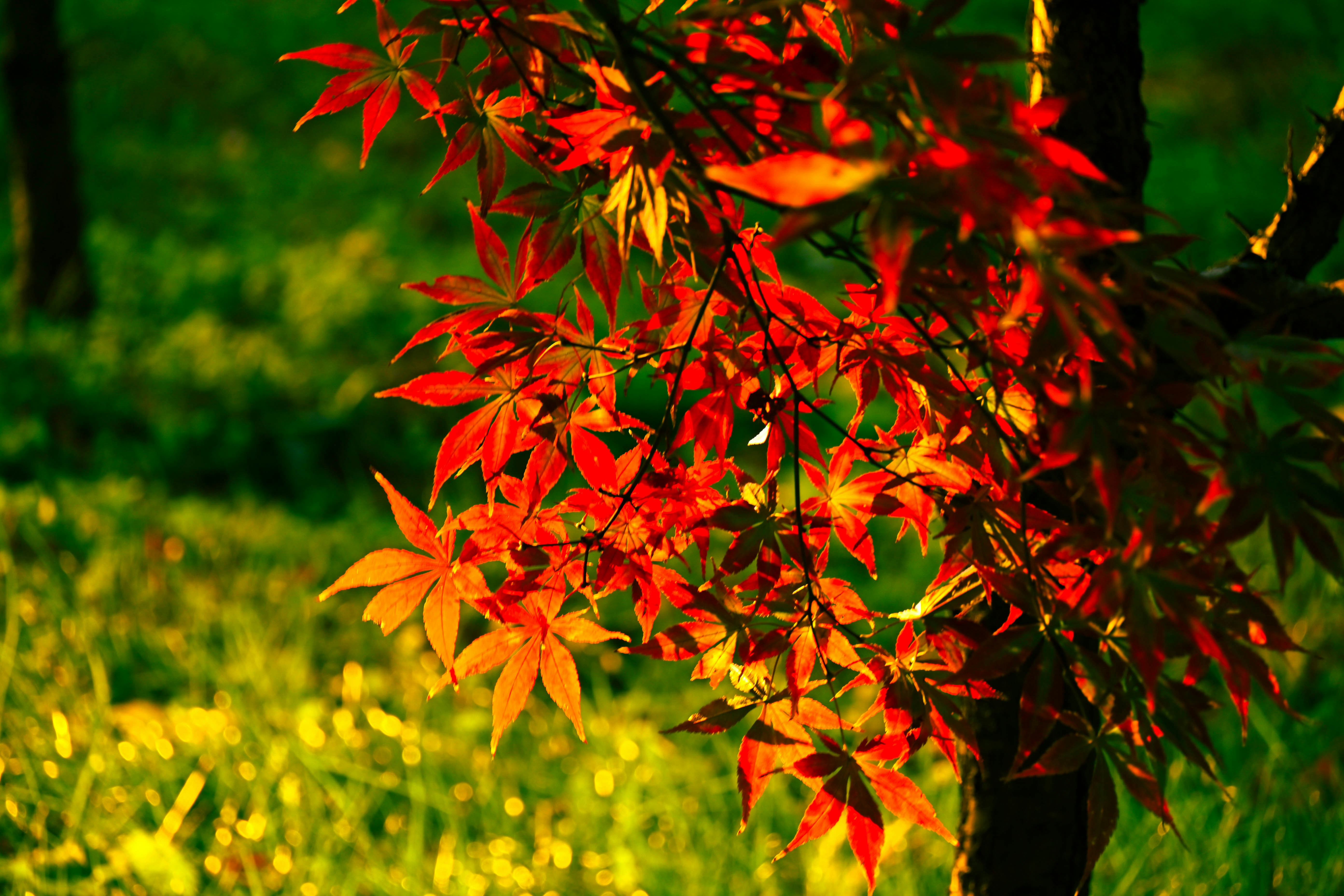 Autumn leaves glowing in warm sunlight
