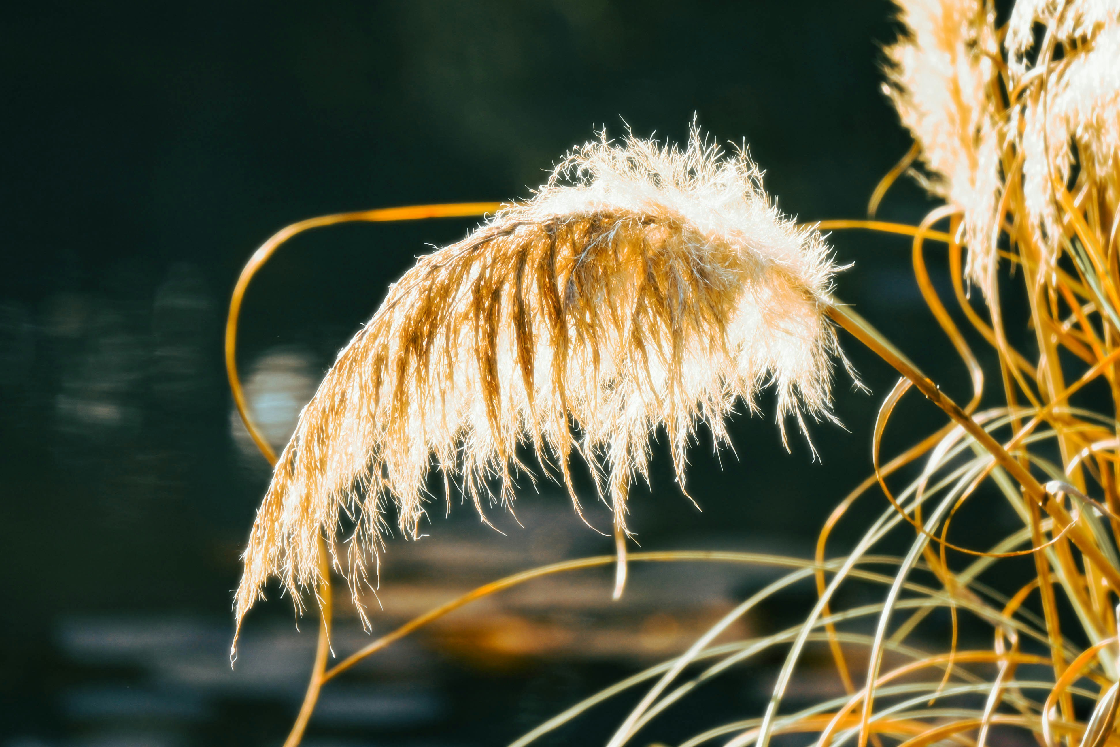 Close-up of a feathery pampas grass plume in sunlight.