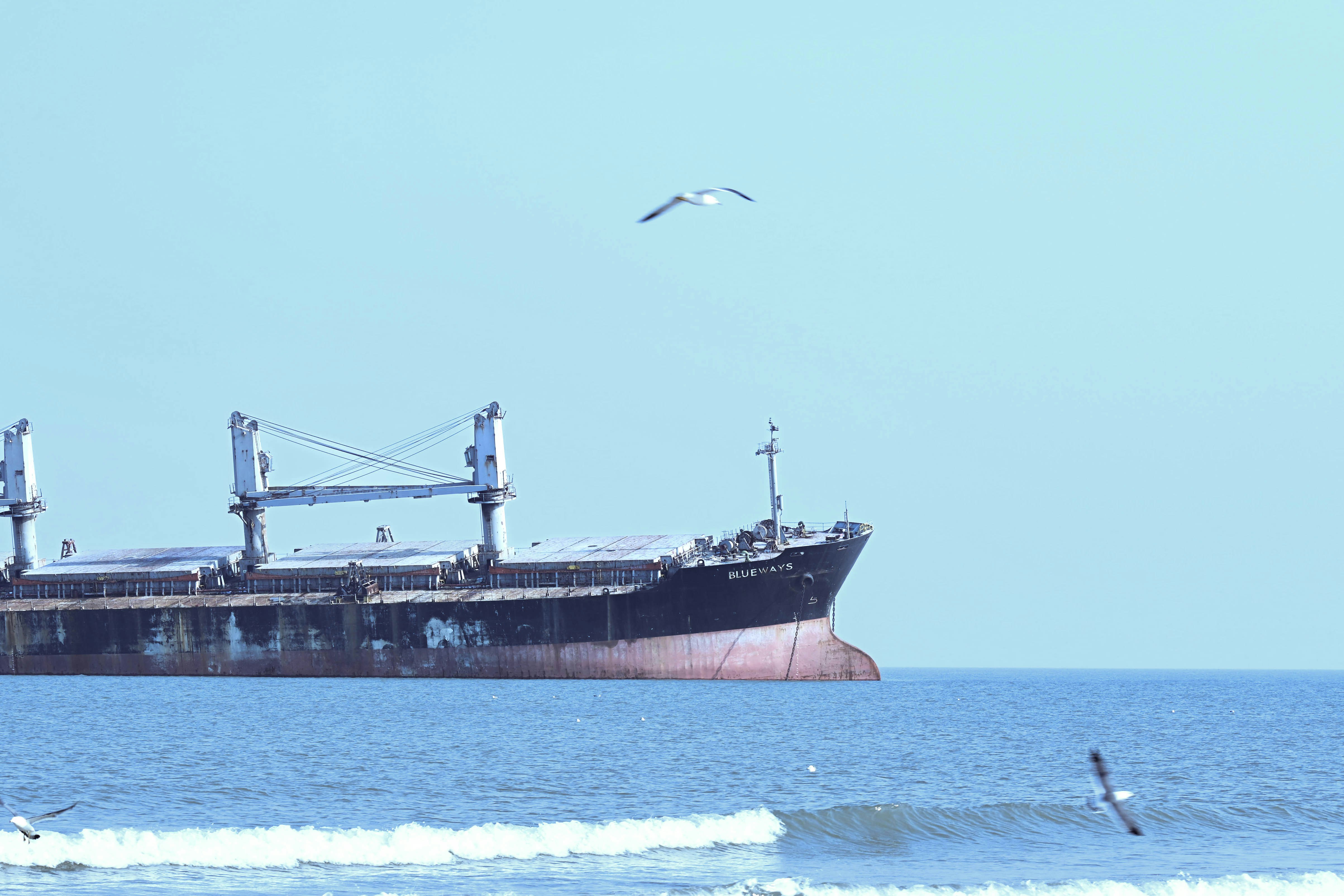 Large cargo ship sailing on the ocean with seagulls.