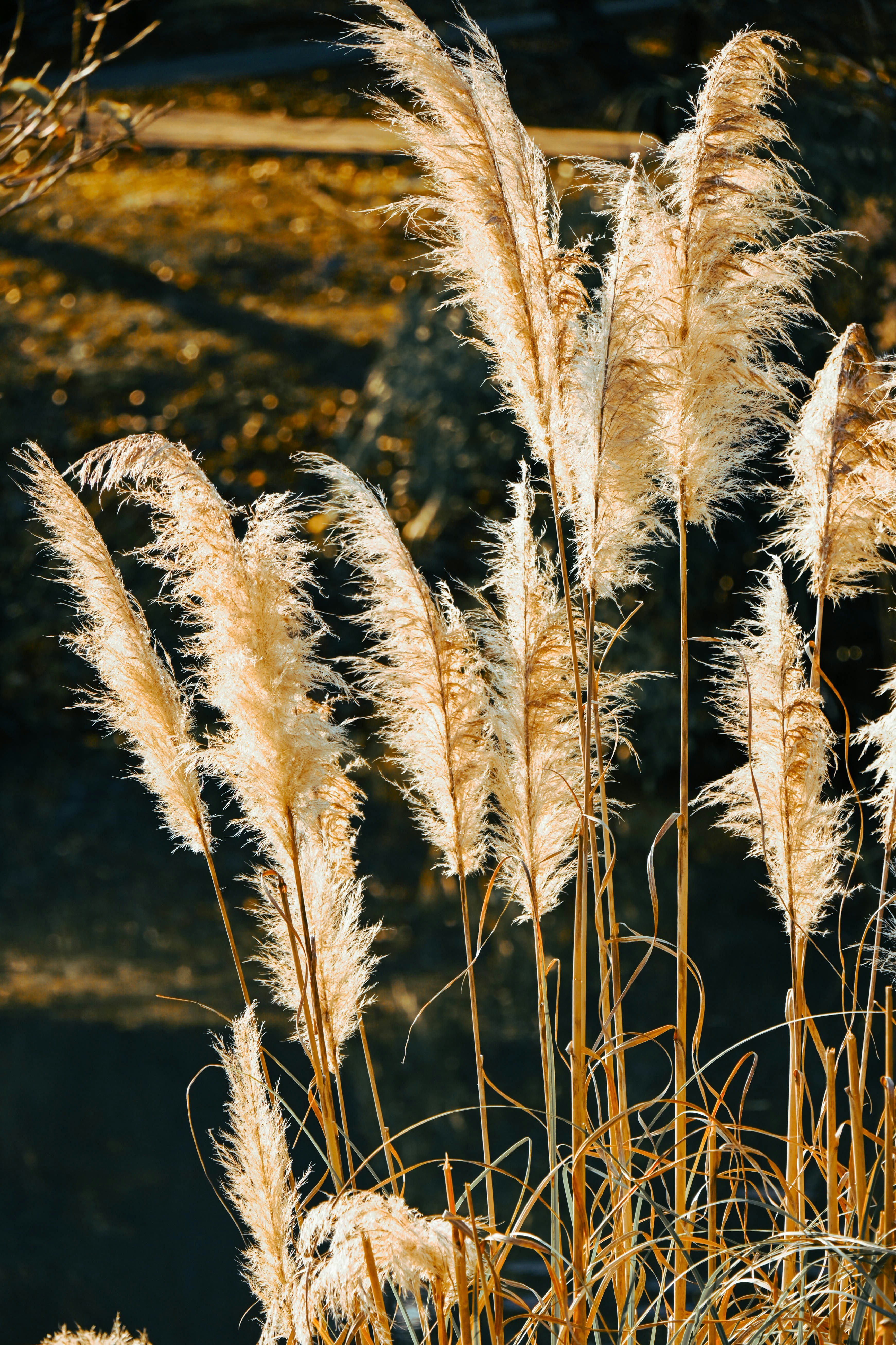 Tall, feathery pampas grass plumes sway gently.