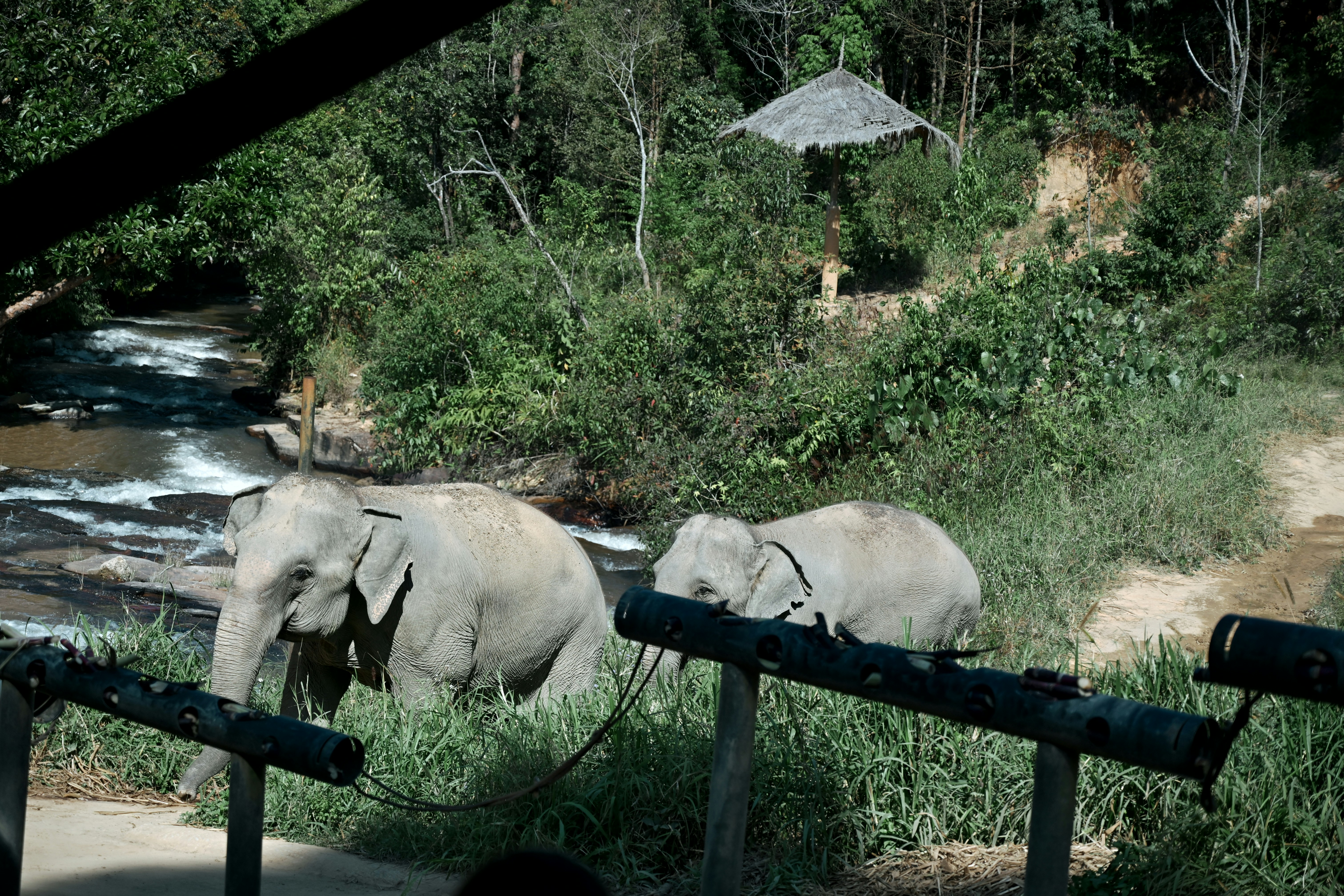 Naissance d'un éléphant d'Asie au zoo national Smithsonian