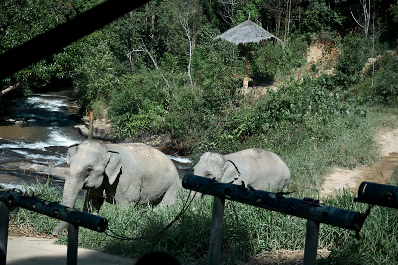 Elephant Sanctuaries