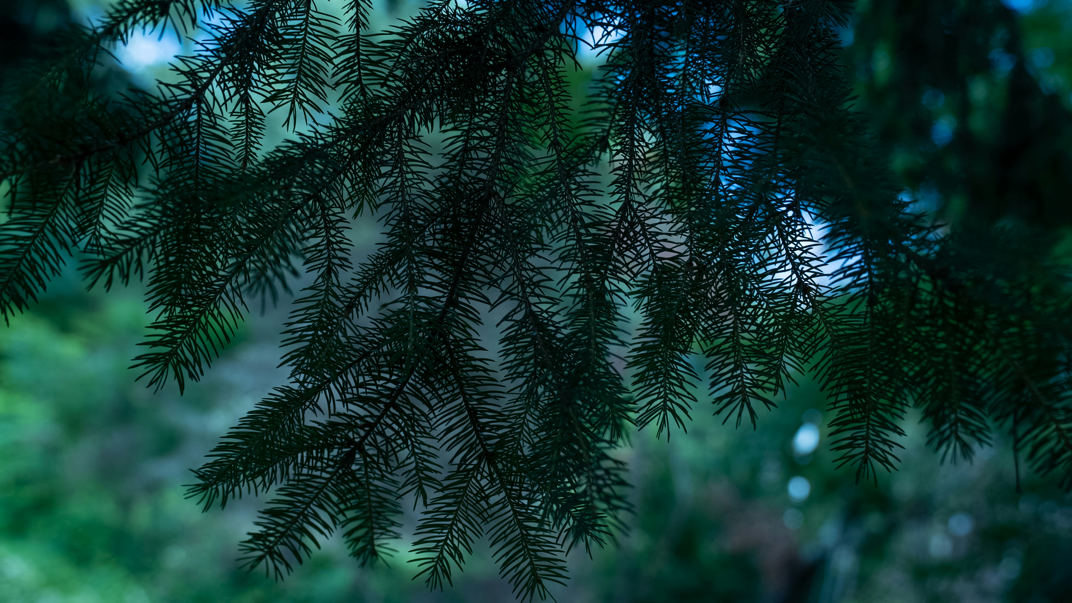 Photo by itscgabriel