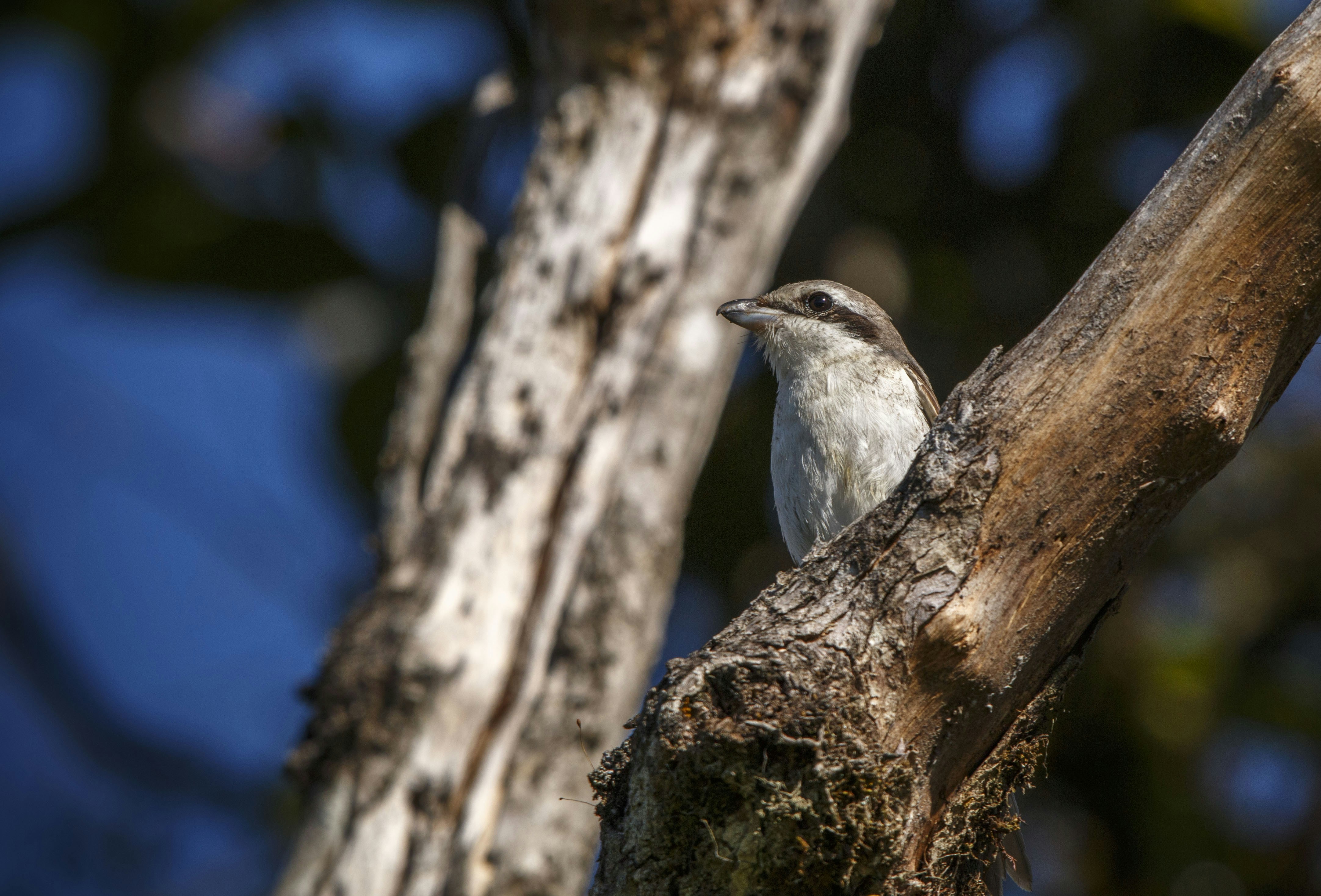 A small bird perched on a dead tree branch.