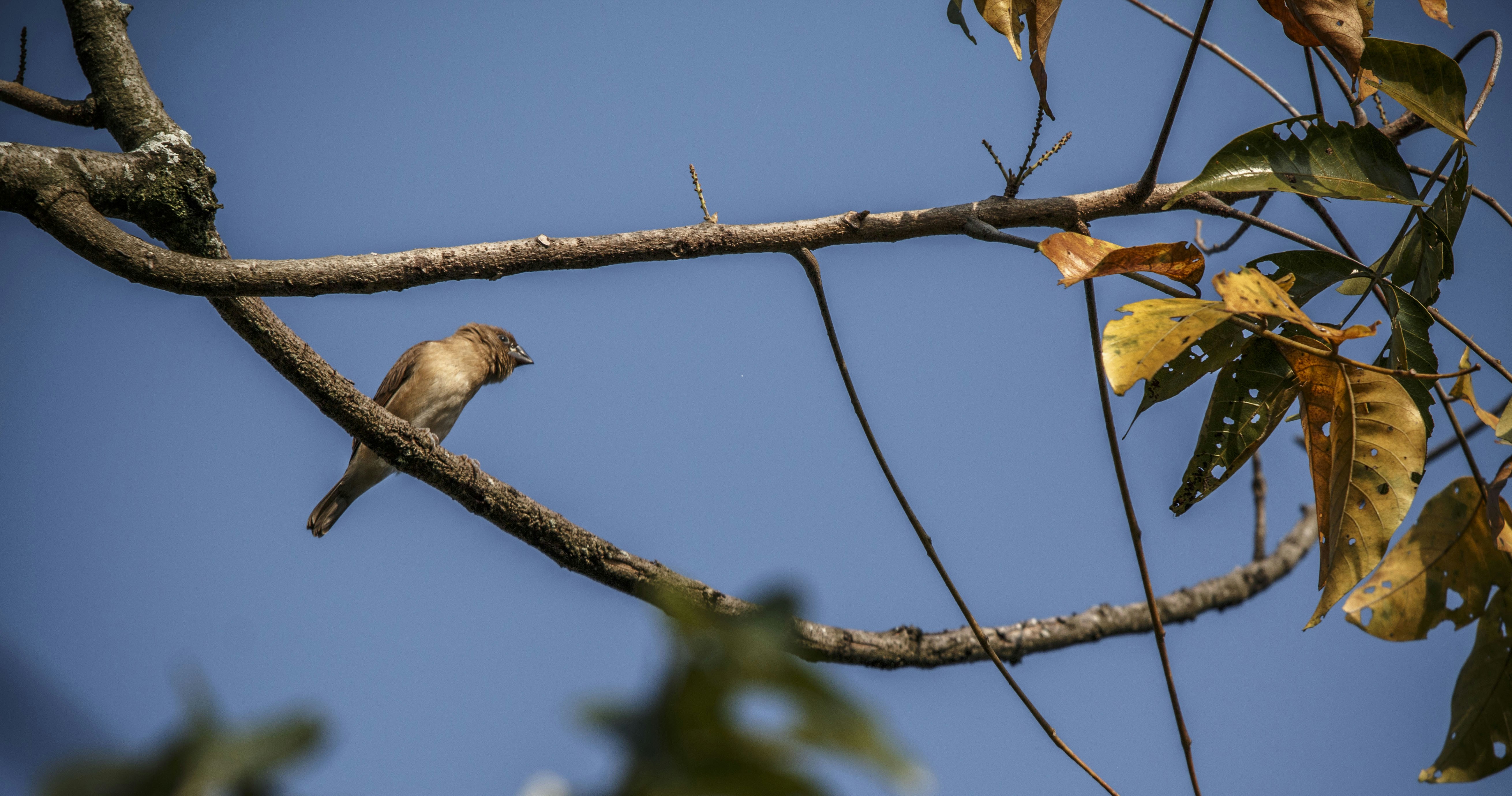 A small bird rests on a tree branch.