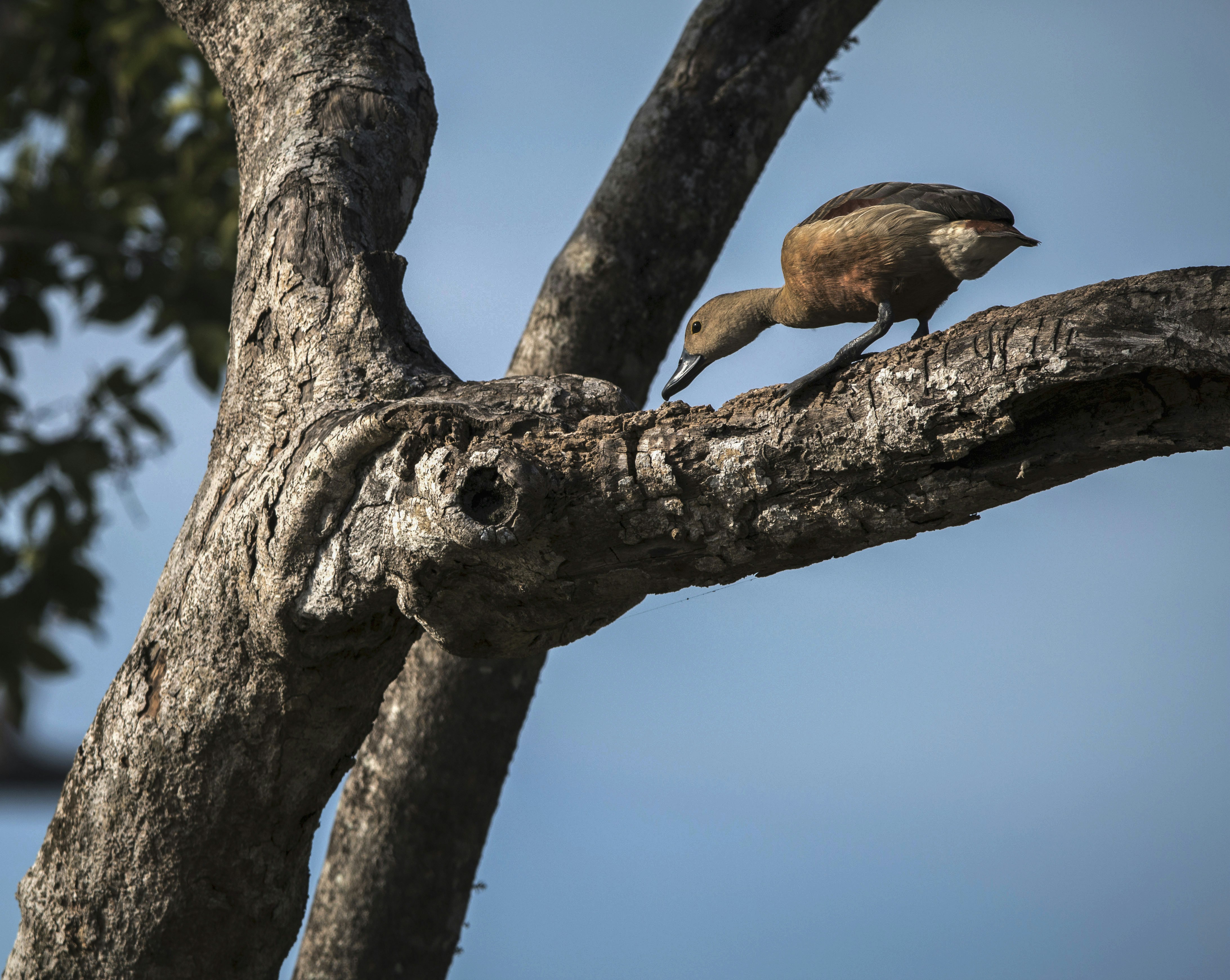 A brown bird perched on a tree branch