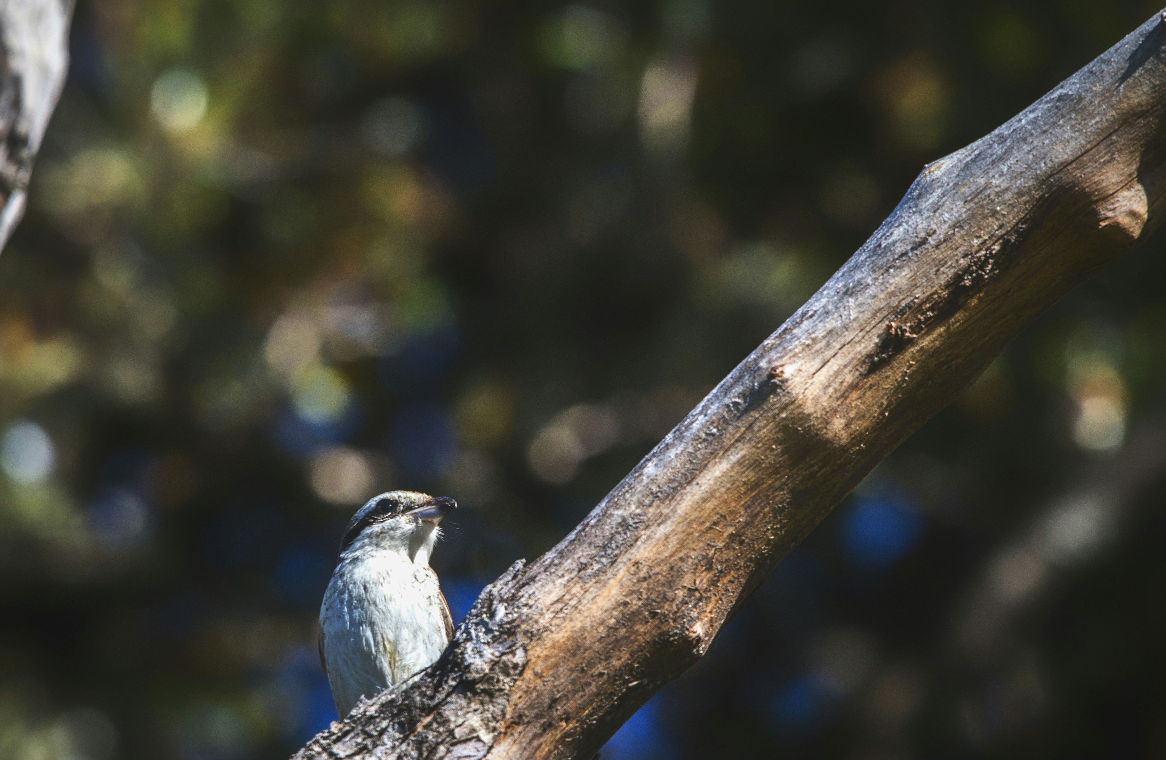 A small bird perched on a tree branch.
