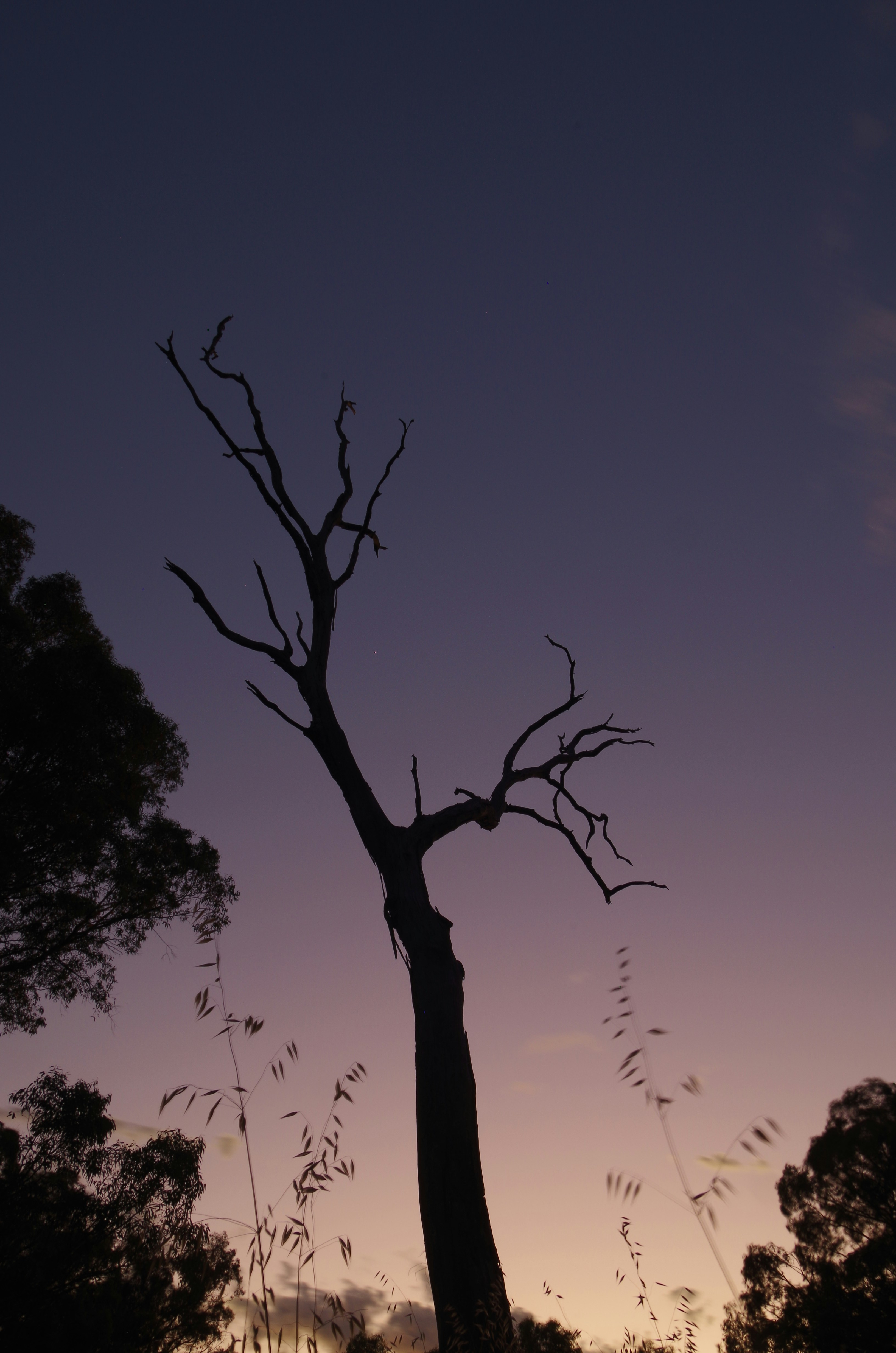 Sagoma di un albero morto contro un cielo al crepuscolo
