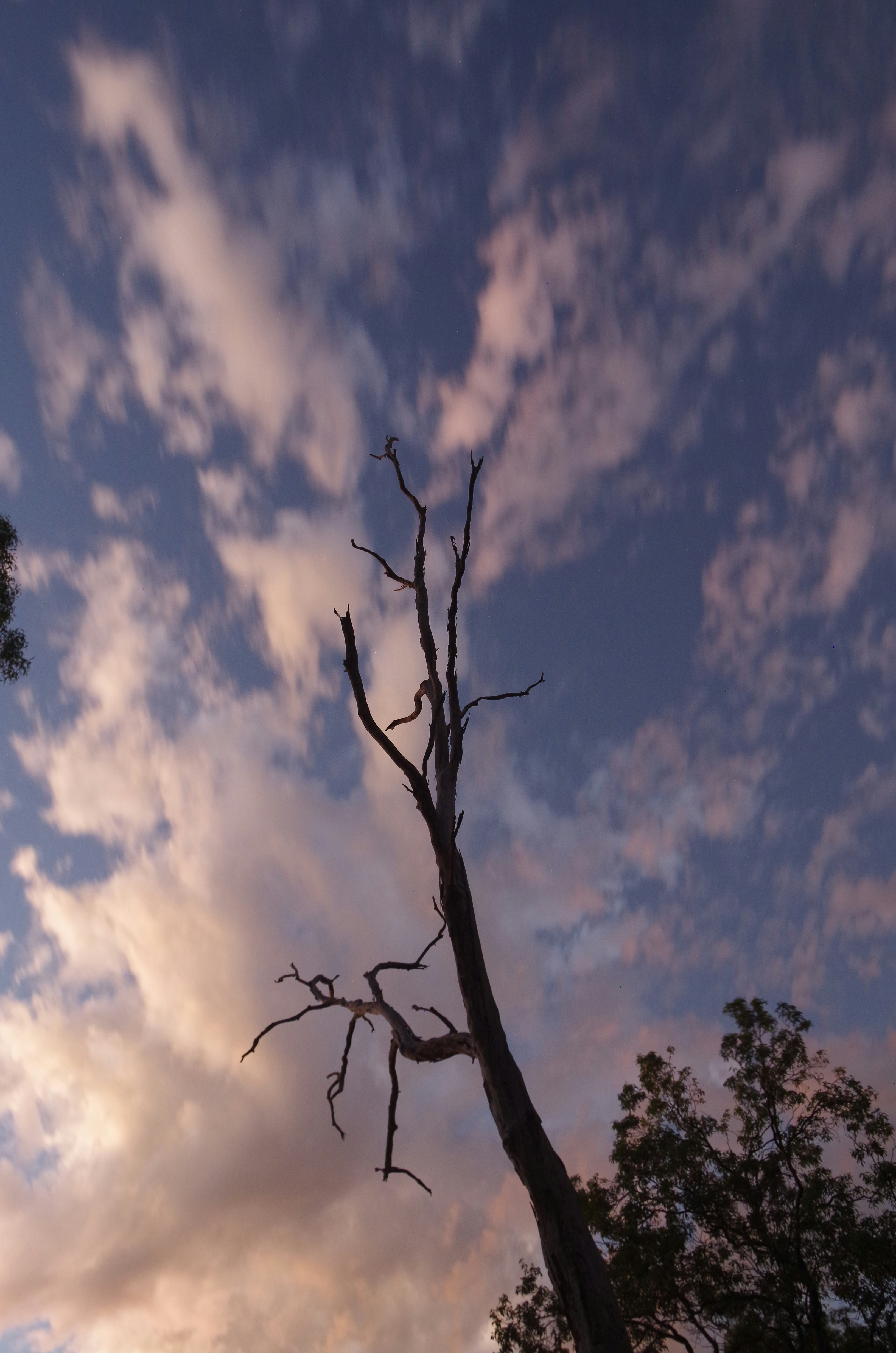 Albero morto in controluce contro un cielo nuvoloso