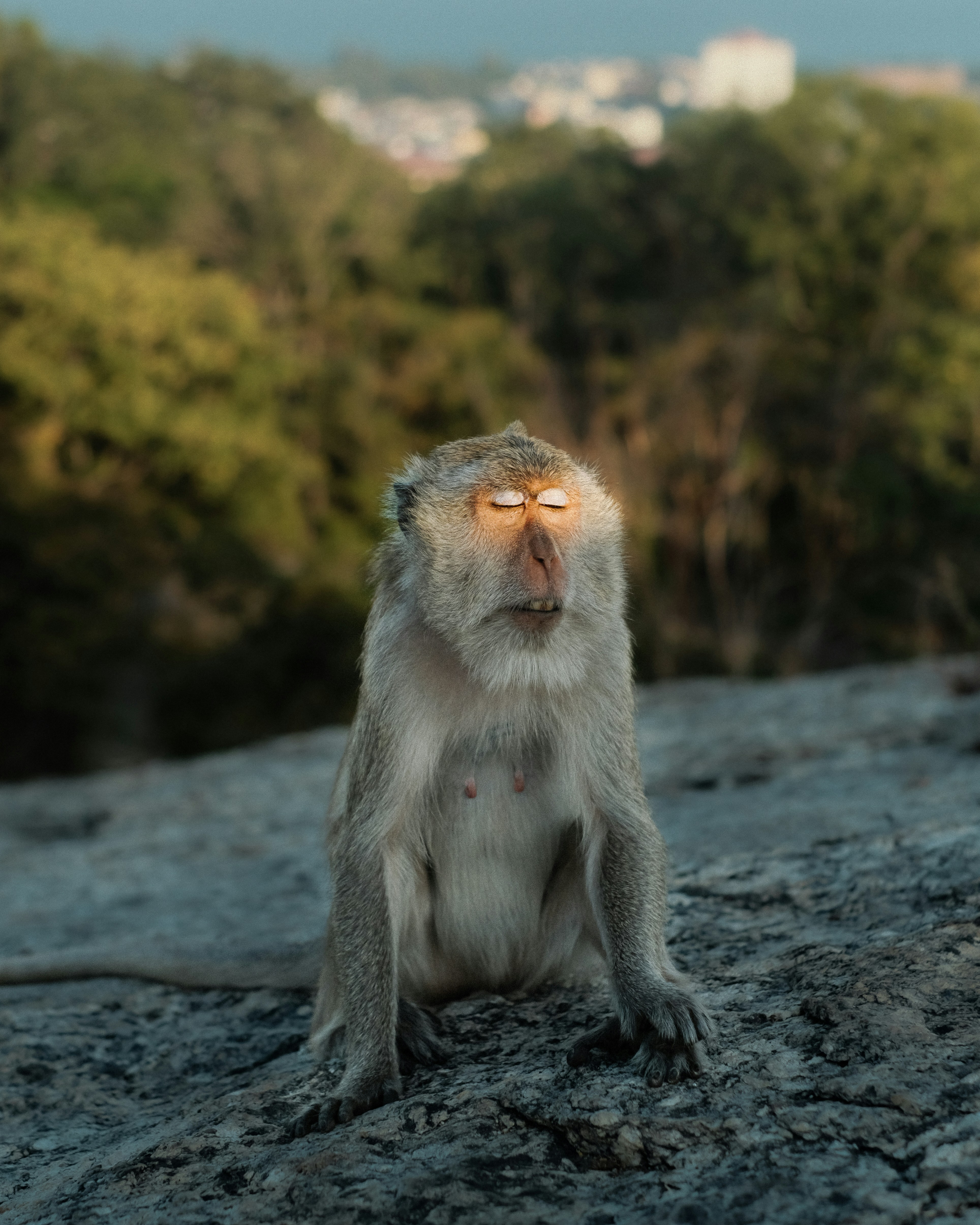 Monkey sitting on rocks with eyes closed