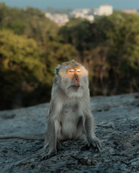 Monkey sitting on rocks with eyes closed