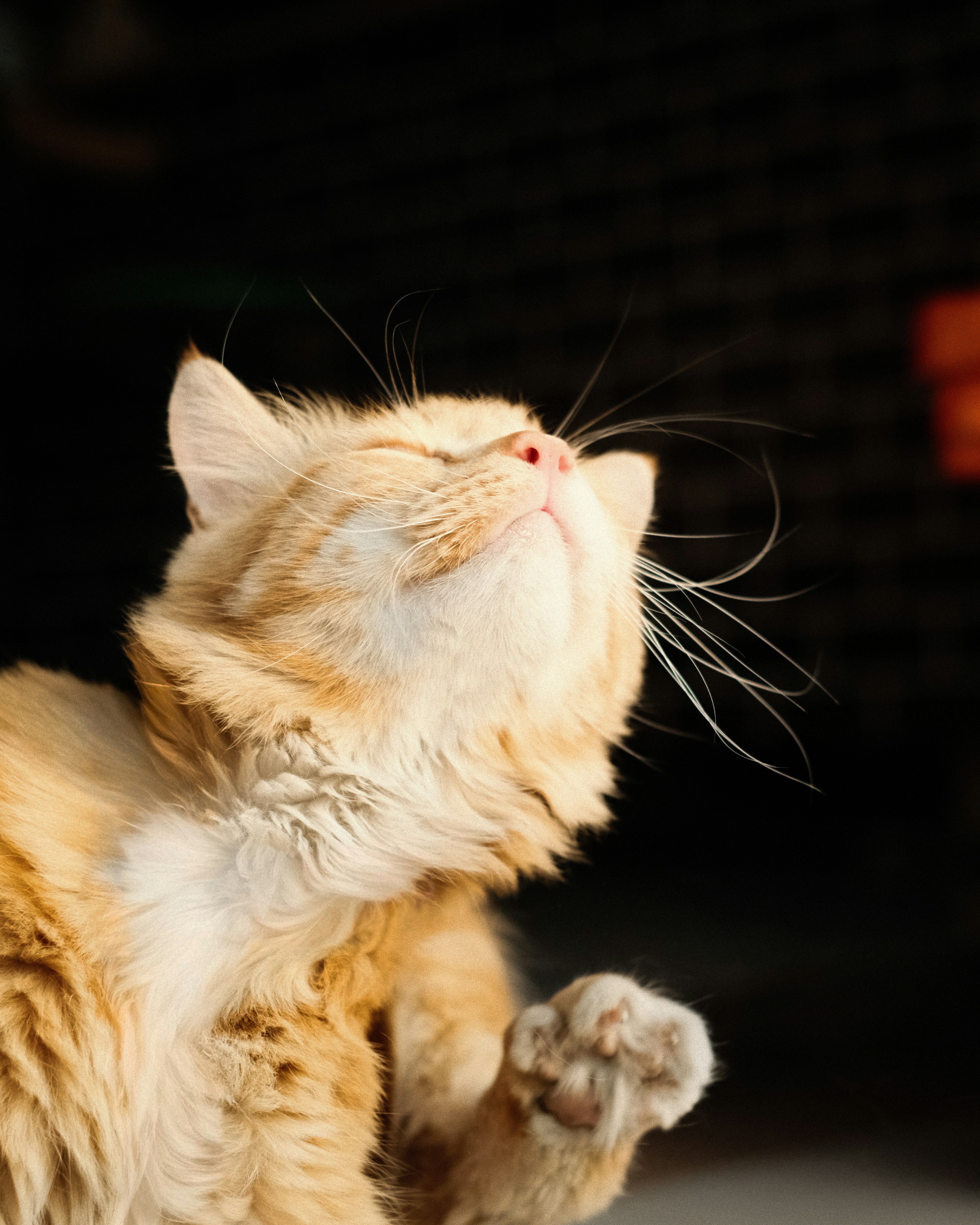 An orange cat scratching its ear with its paw.
