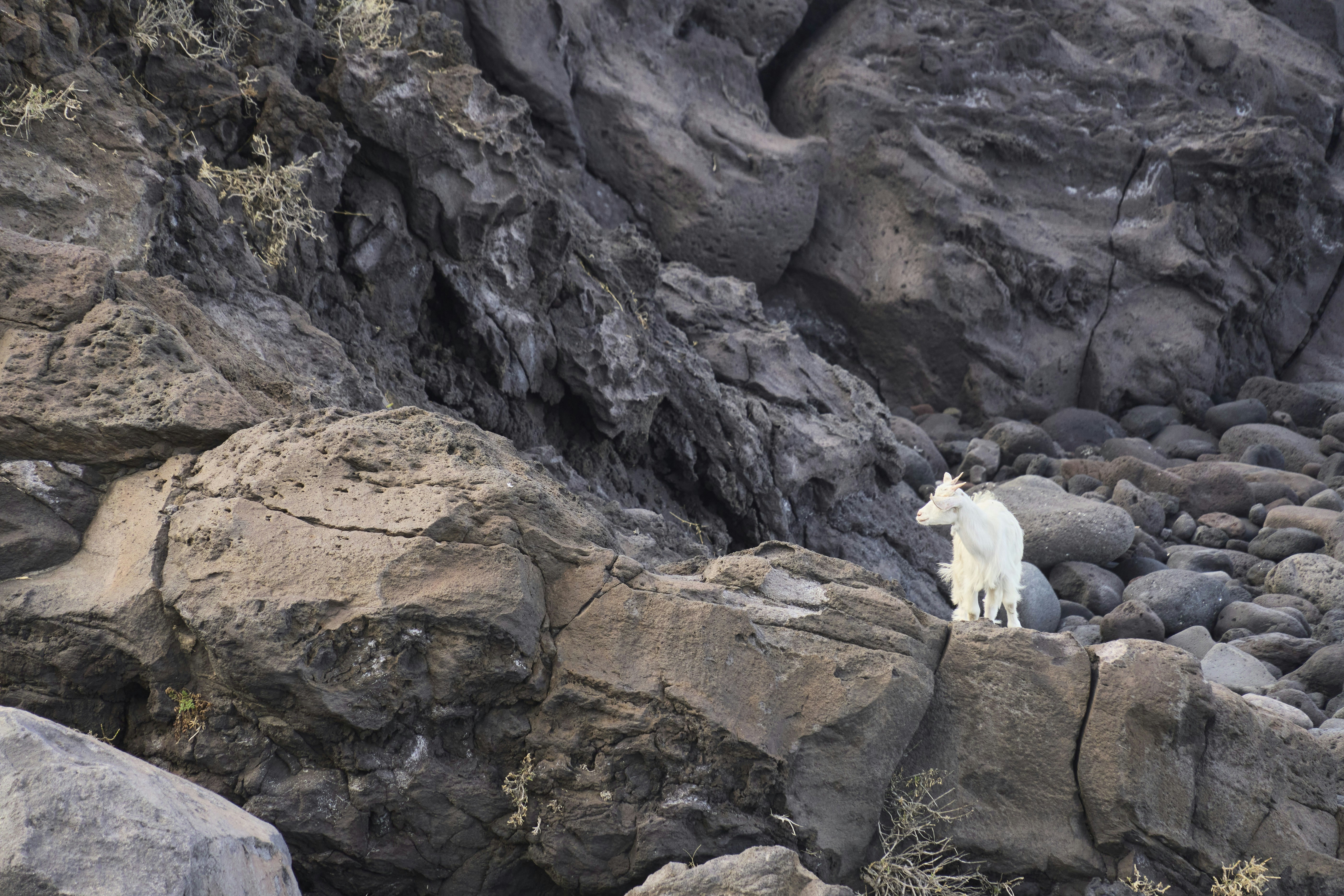 A white goat stands on rocky terrain.