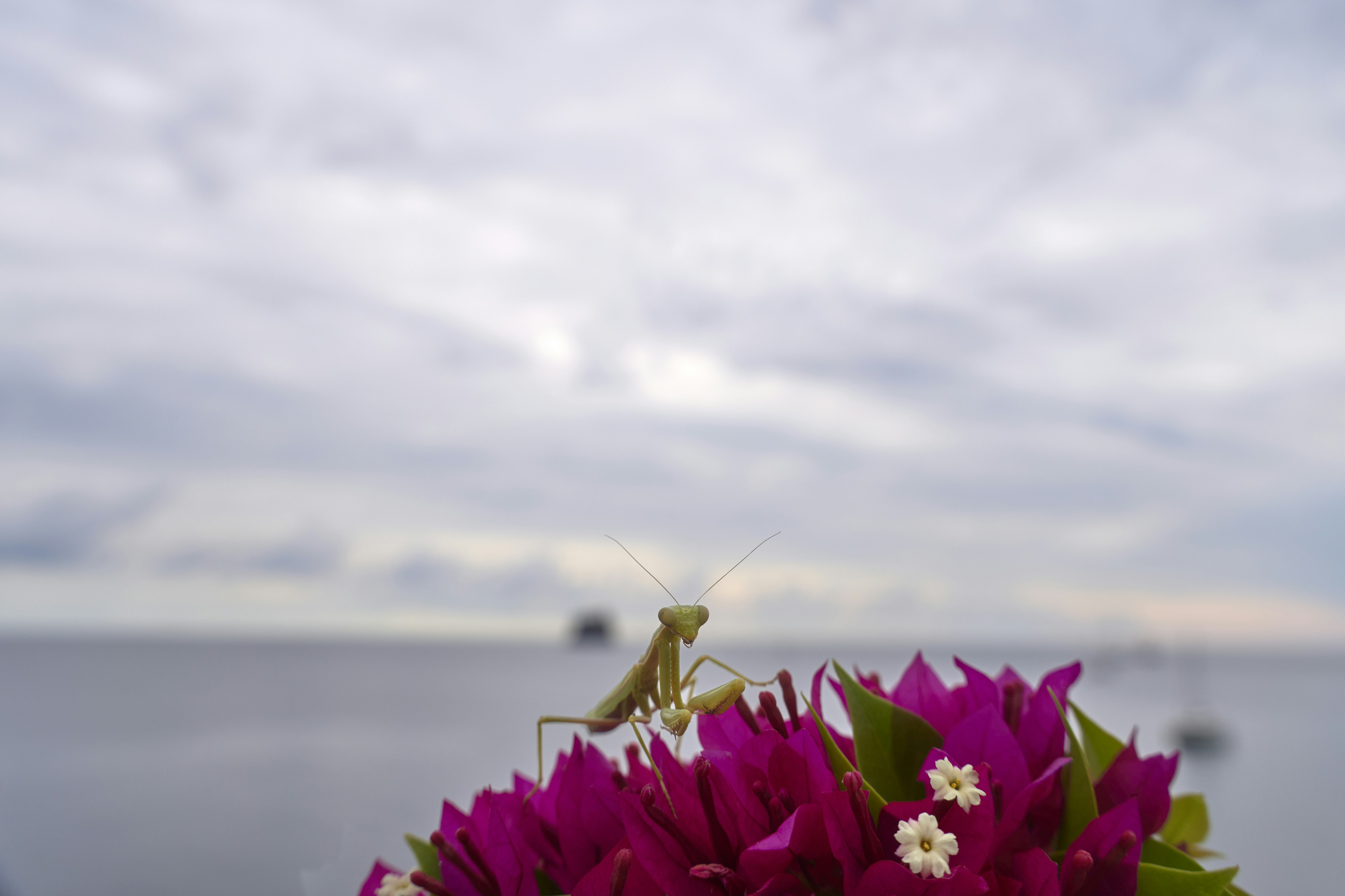 A praying mantis rests on a vibrant pink flower.