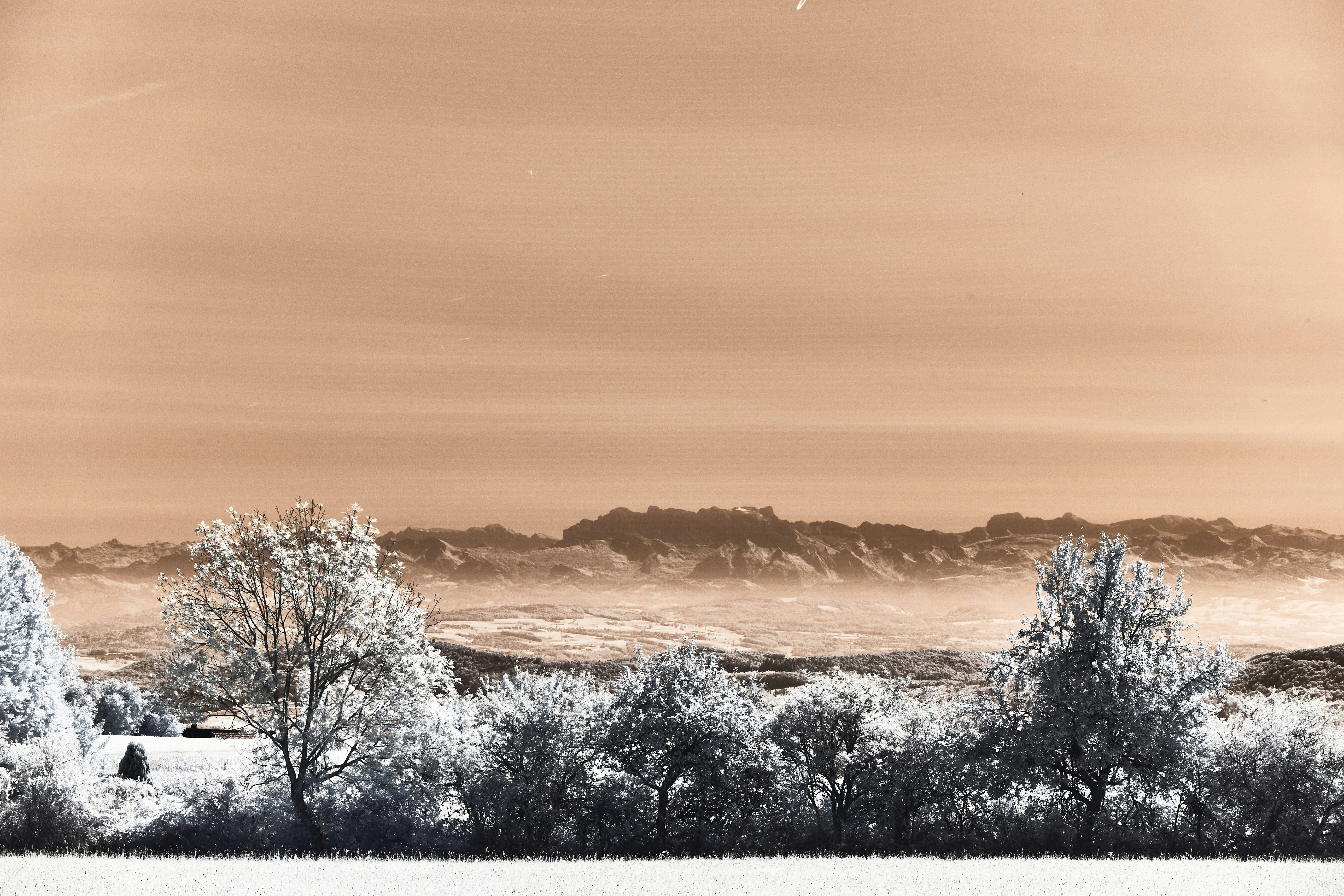 Winter trees and distant mountains under an orange sky