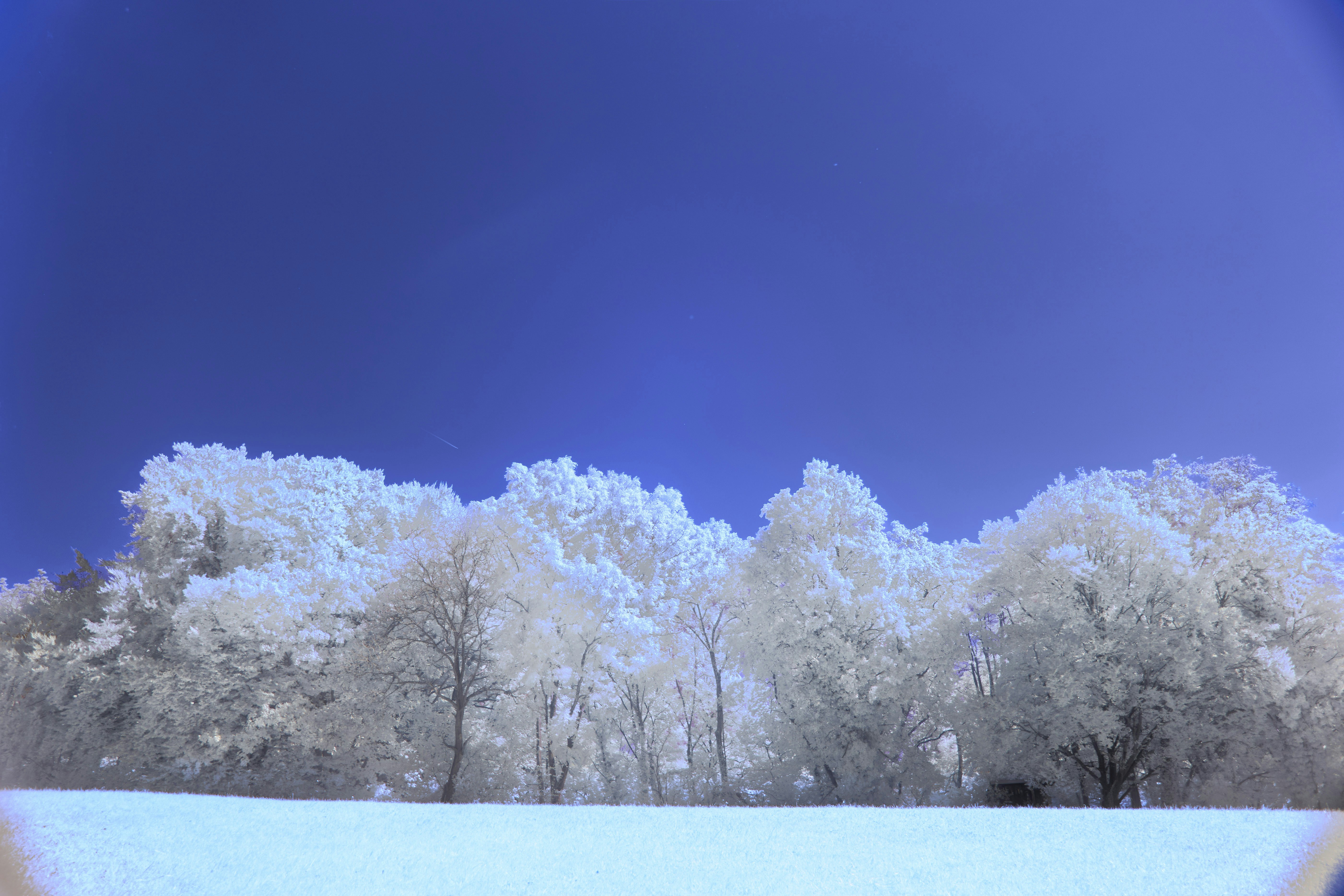 Photo by wolfgang_hasselmann