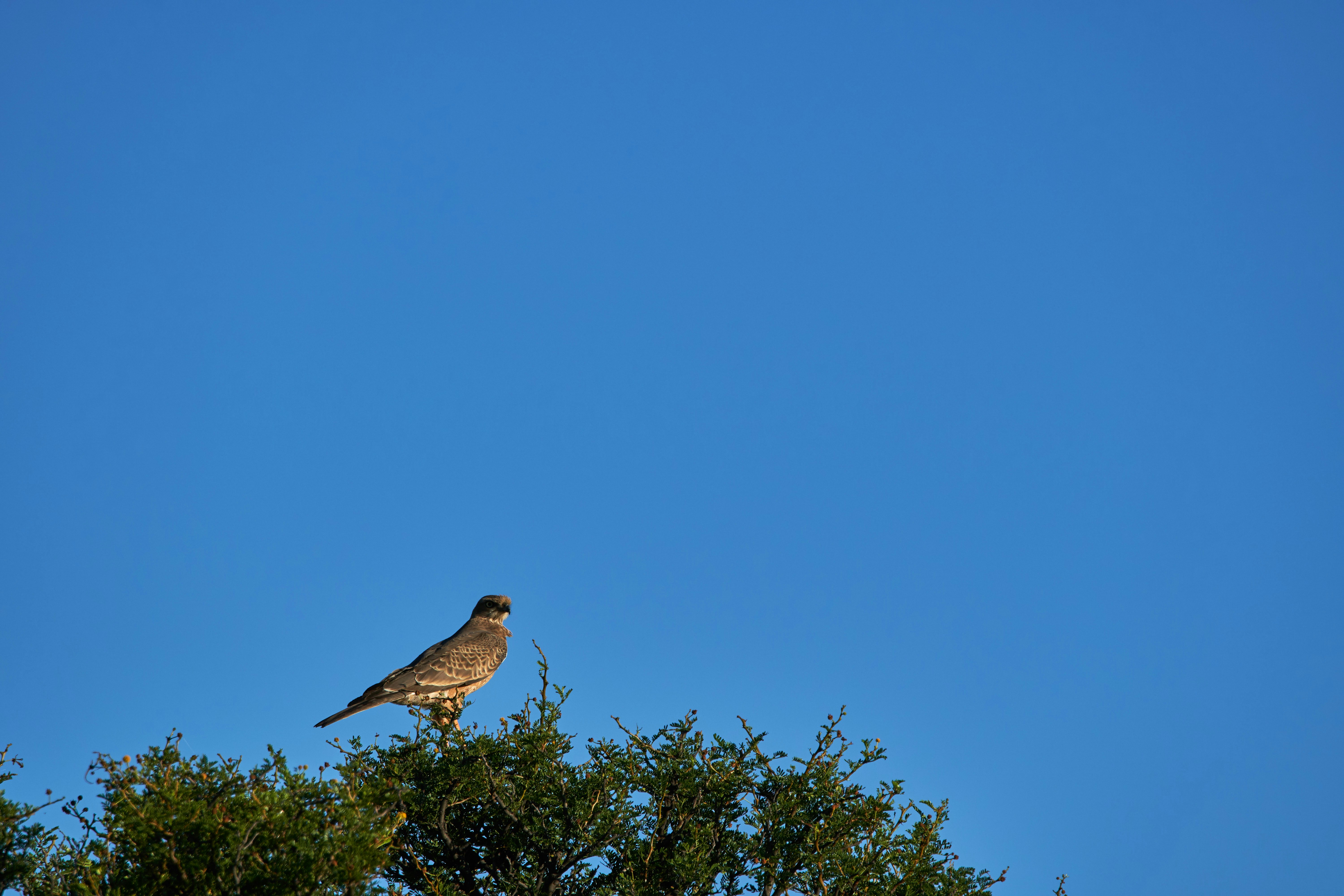 A bird perched on top of a green bush.