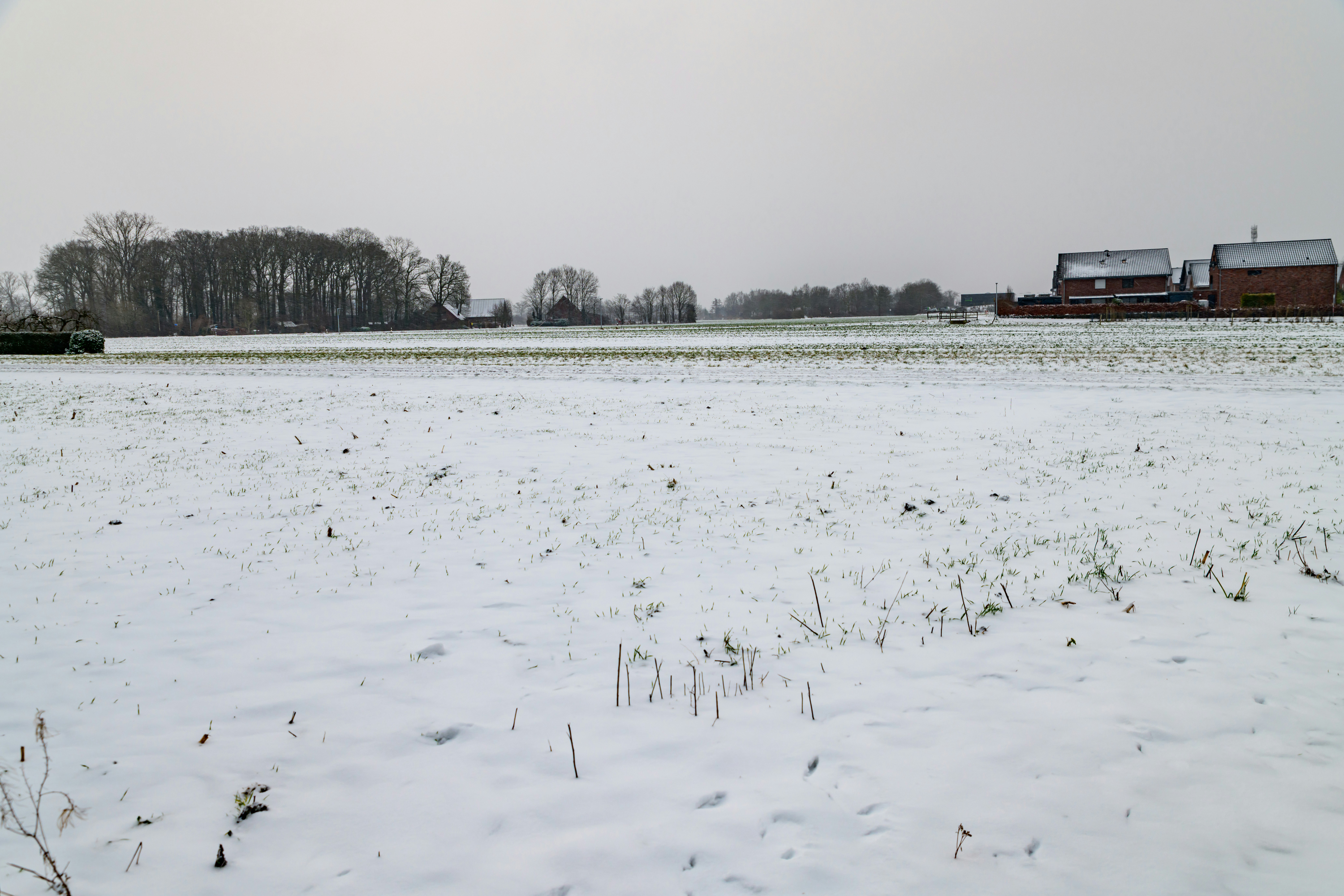 Snow-covered field with buildings in the distance.