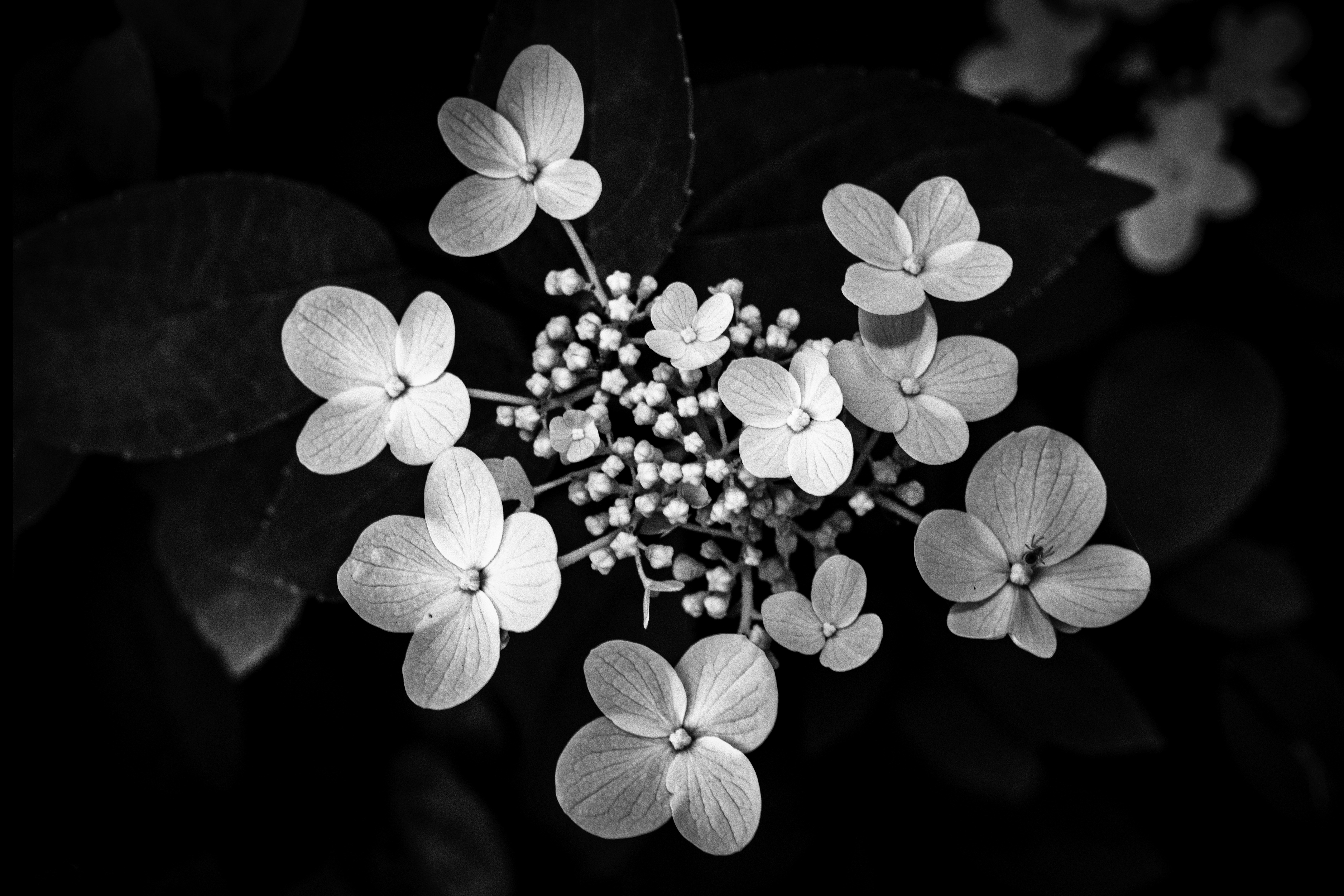 Photo by raulling