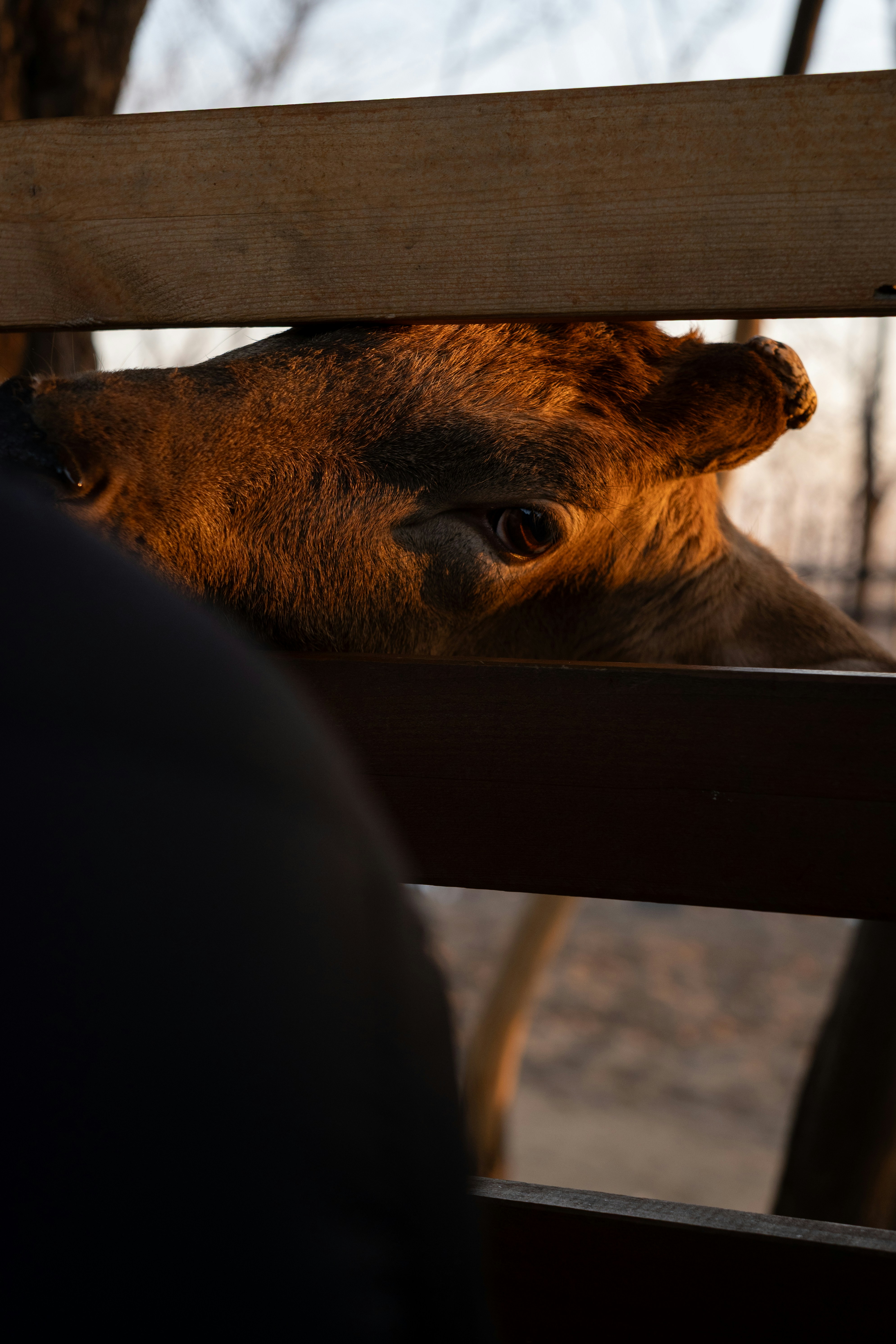 Una vaca asoma a través de una valla de madera al atardecer.