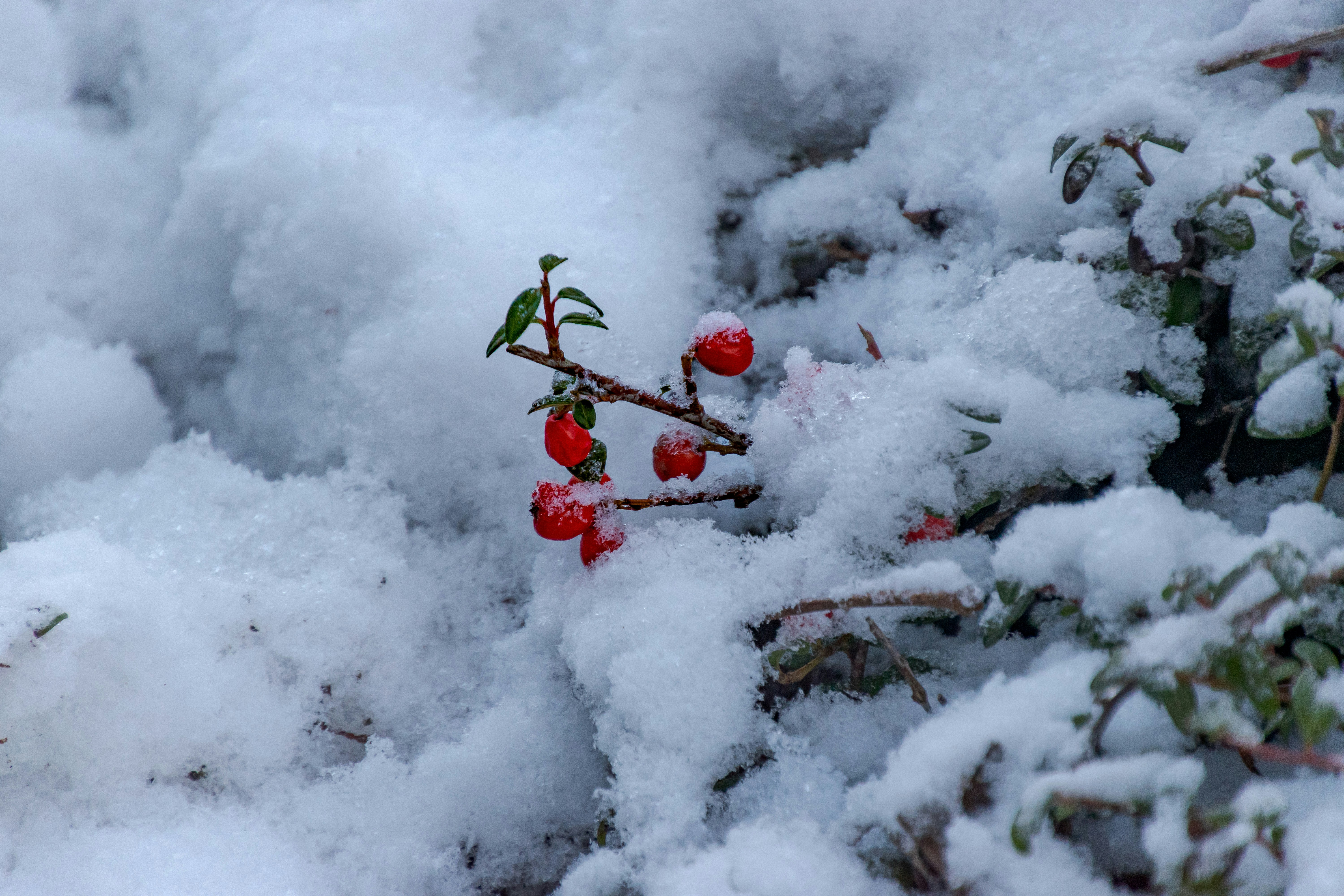 Photo by skstrannik