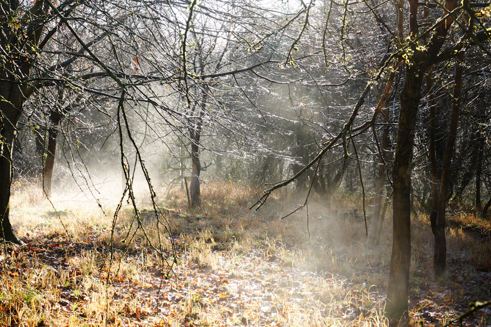 Serene winter forest scene with bare trees standing against light gray sky backdrop