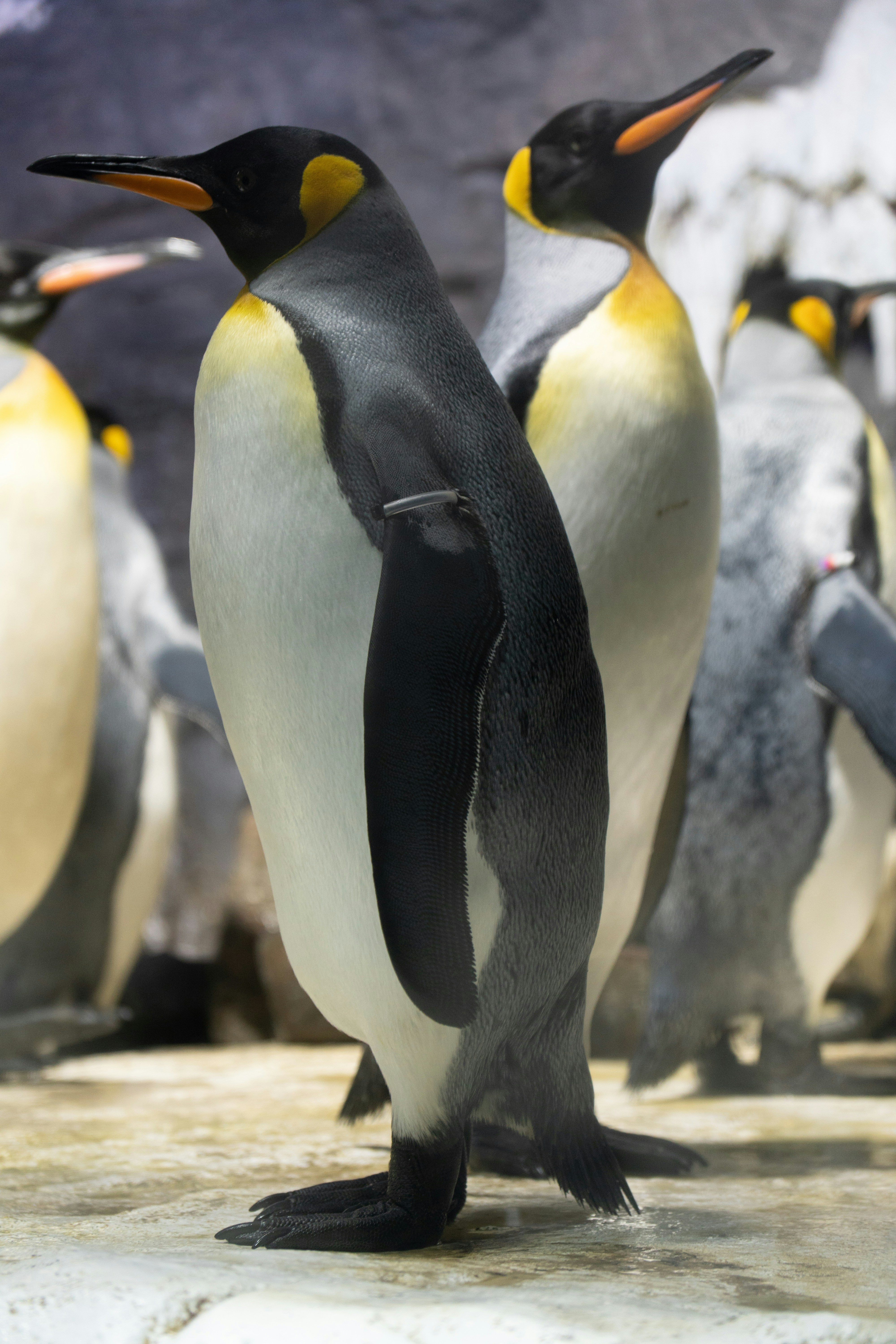 Photo by leocapistrano