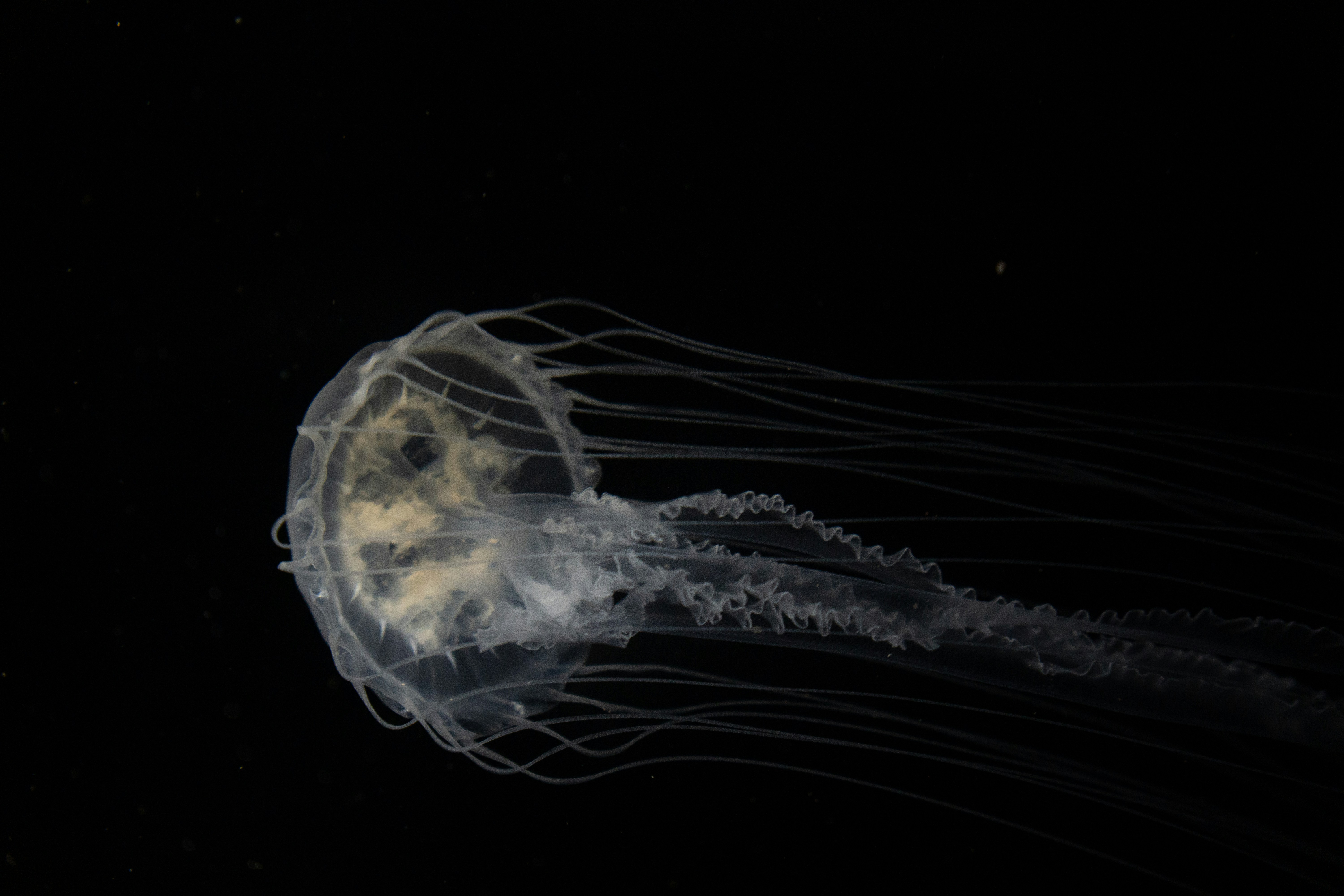 Photo by leocapistrano