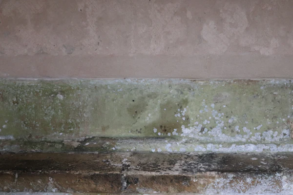 Mold Remediation Napa