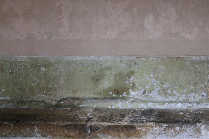 Mold Remediation in Napa, CA