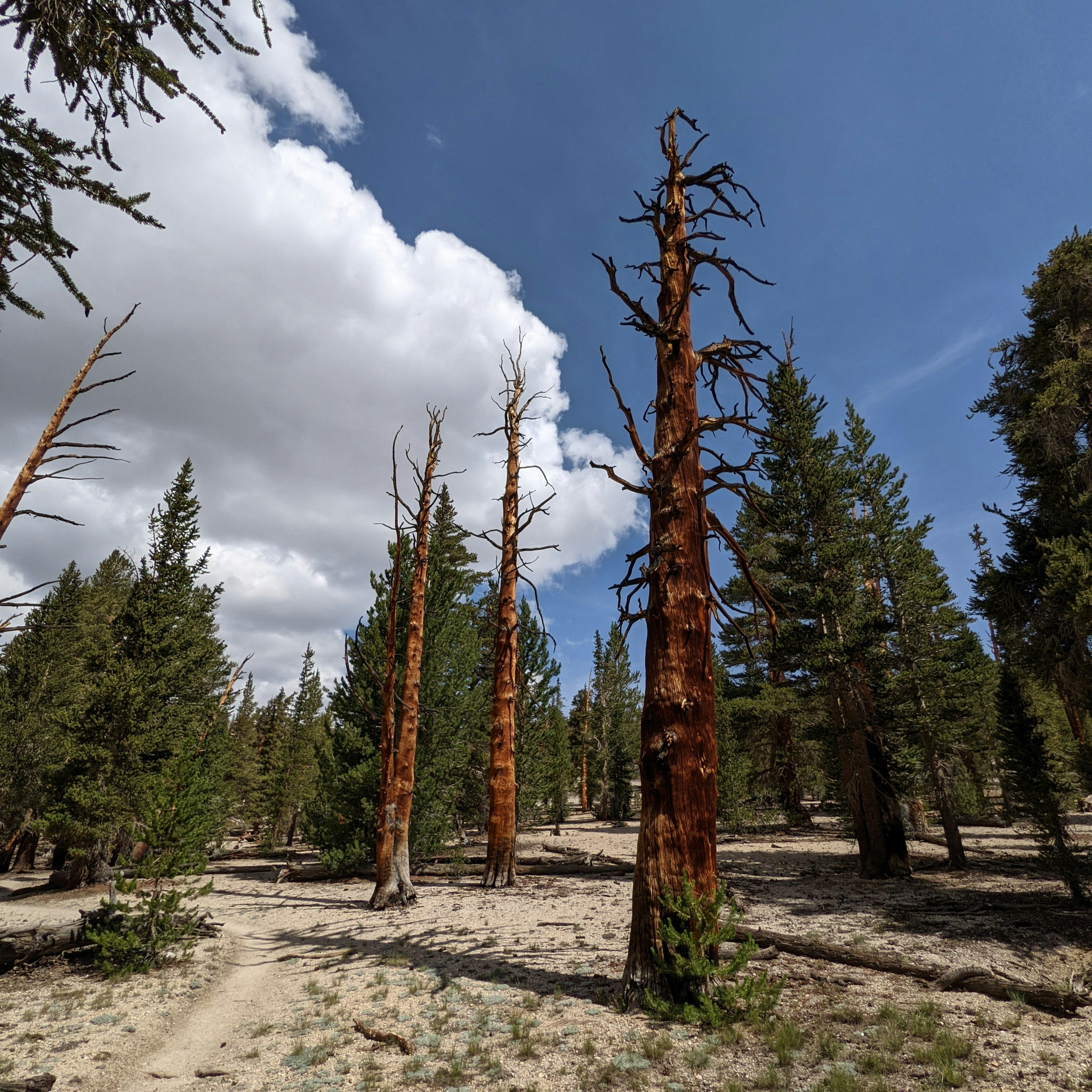 Tall dead trees stand in a forest clearing