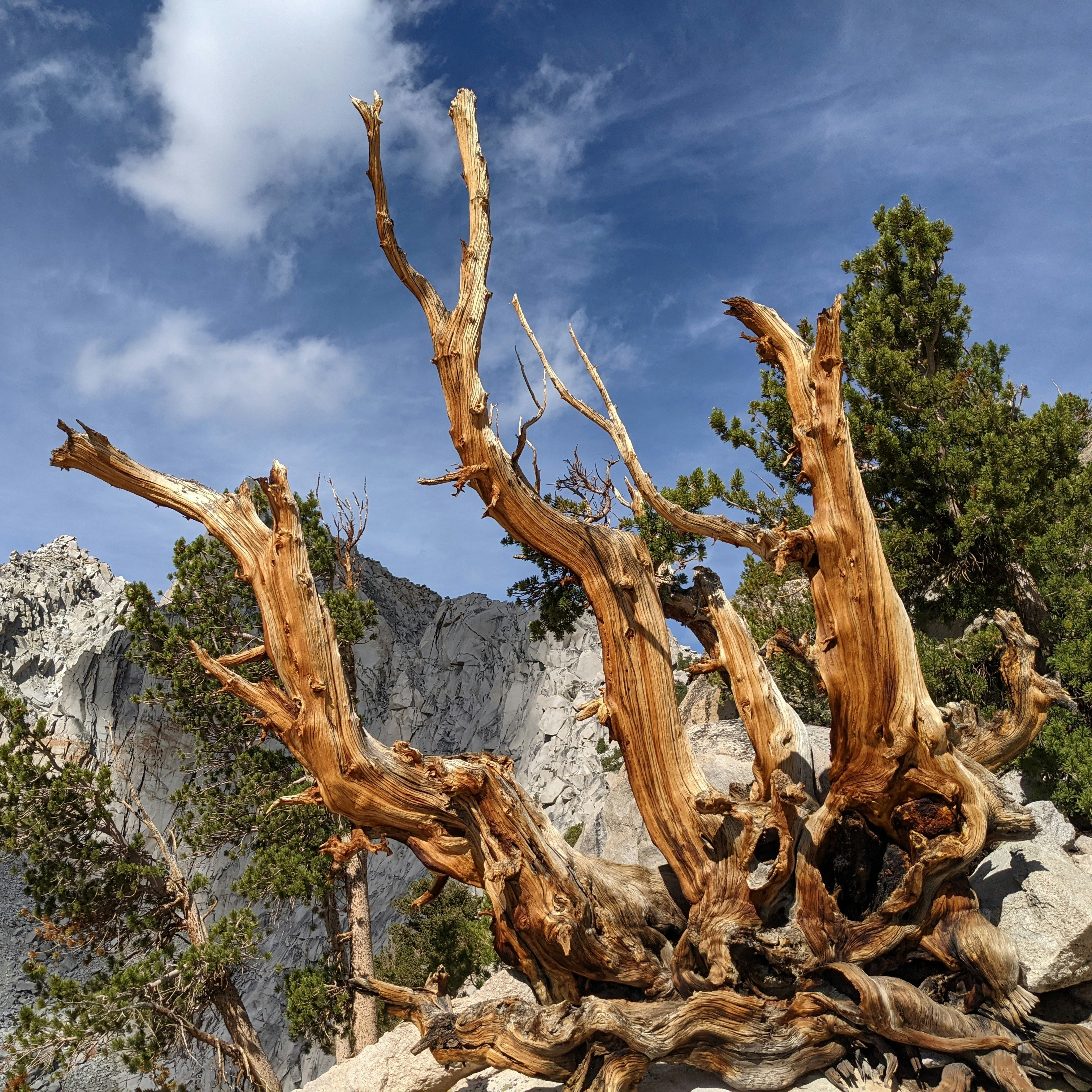 Ancient gnarled tree against a rocky mountain backdrop