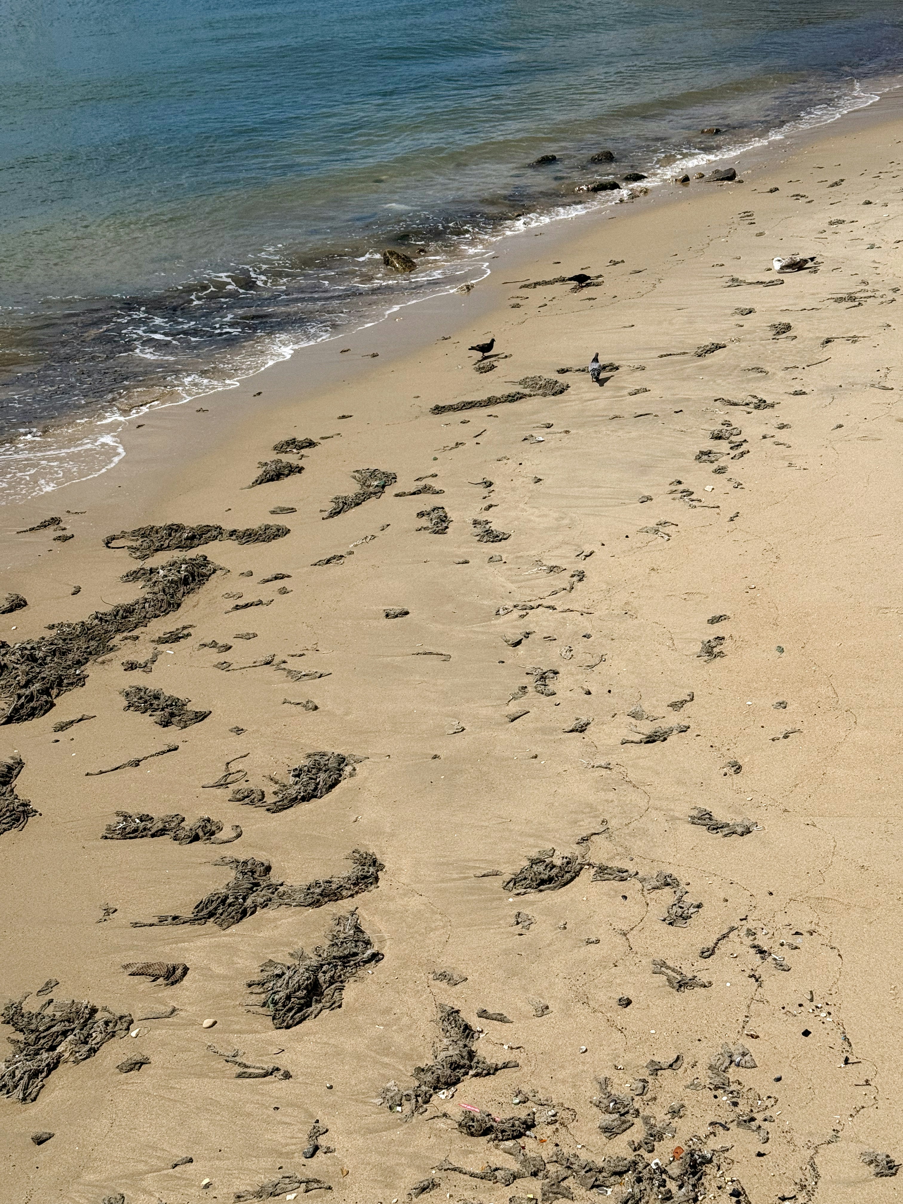 Sandy beach with gentle waves and scattered debris.
