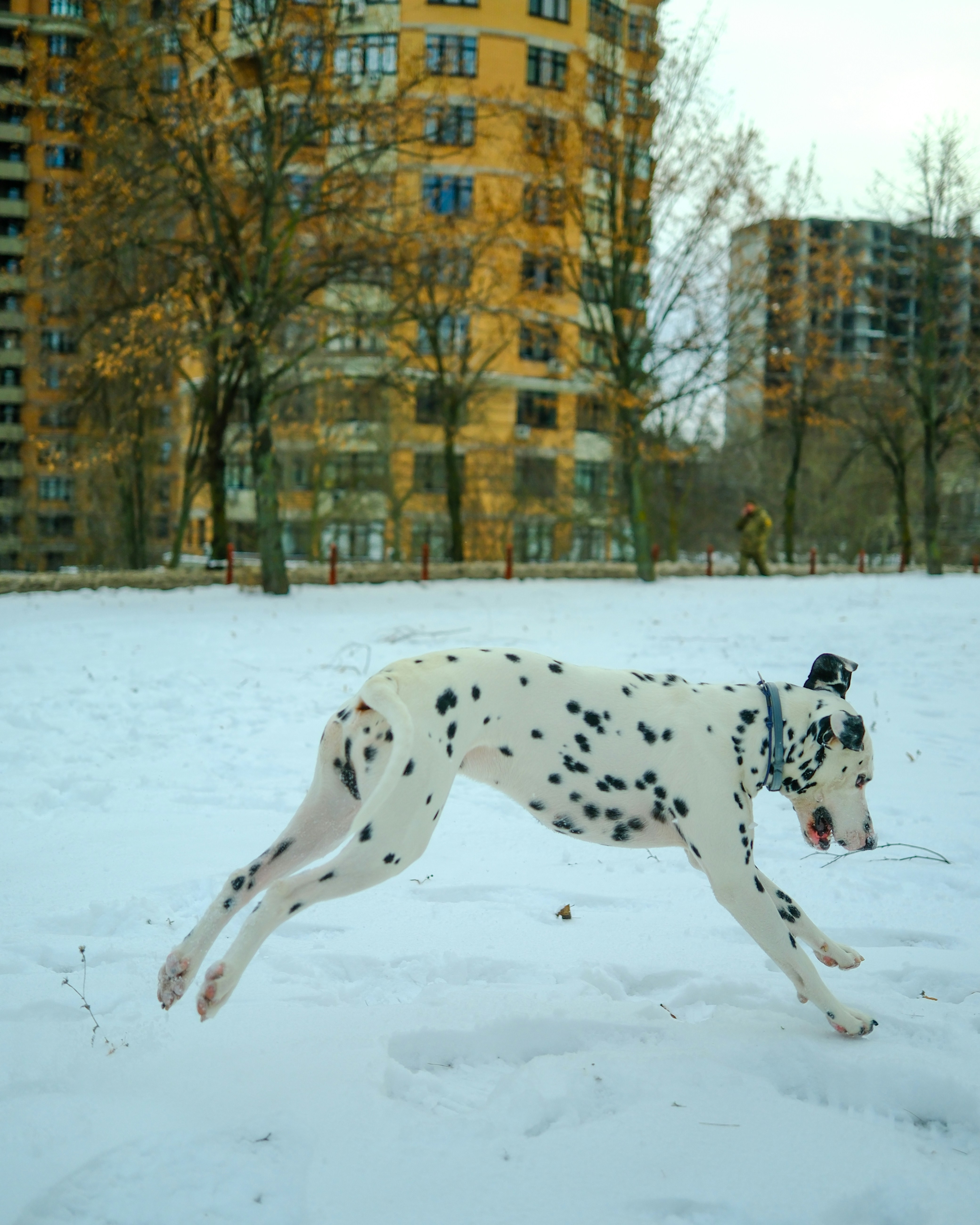 A dalmatian dog running in the snow.