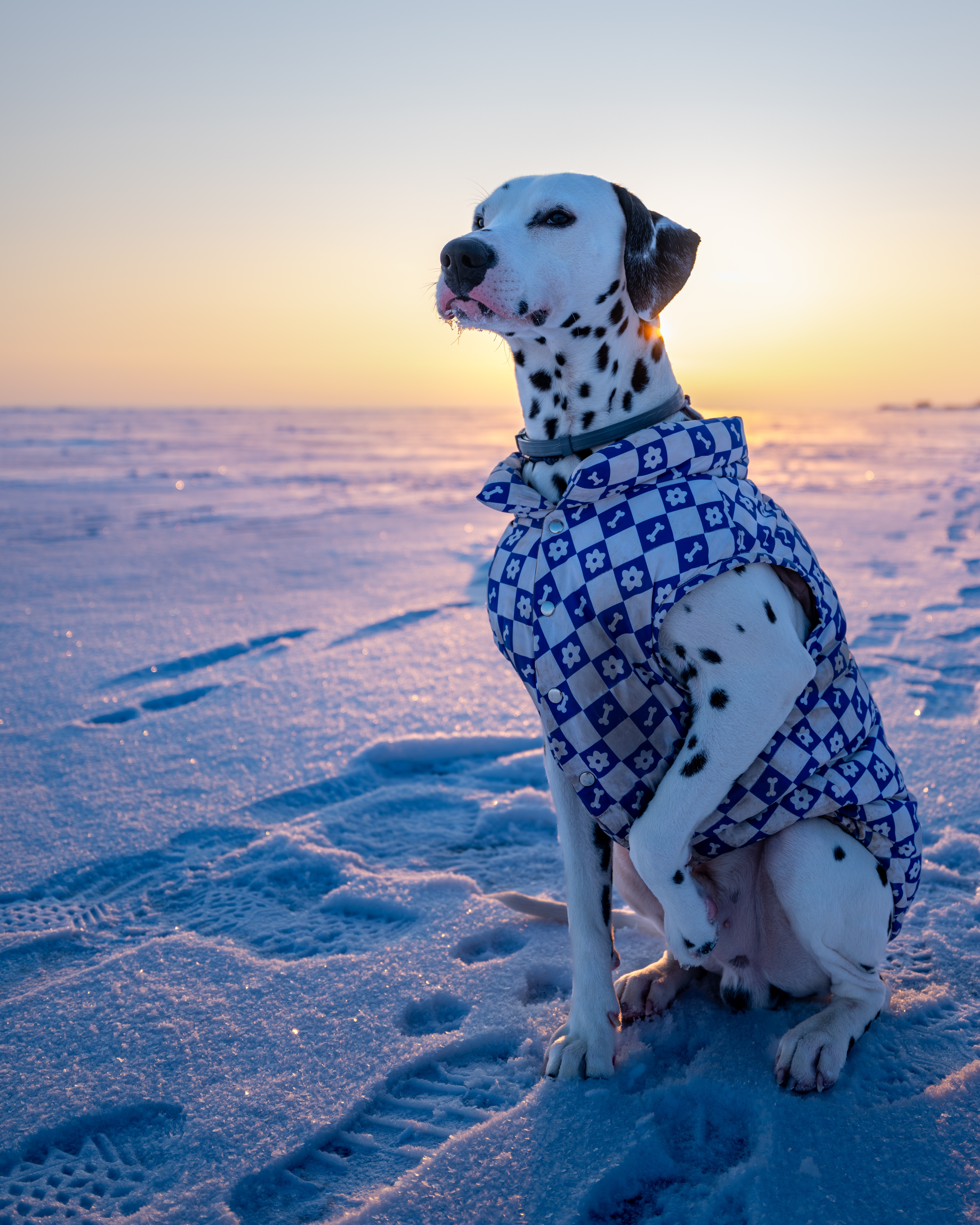 Dalmatian dog in a jacket on a snowy field.