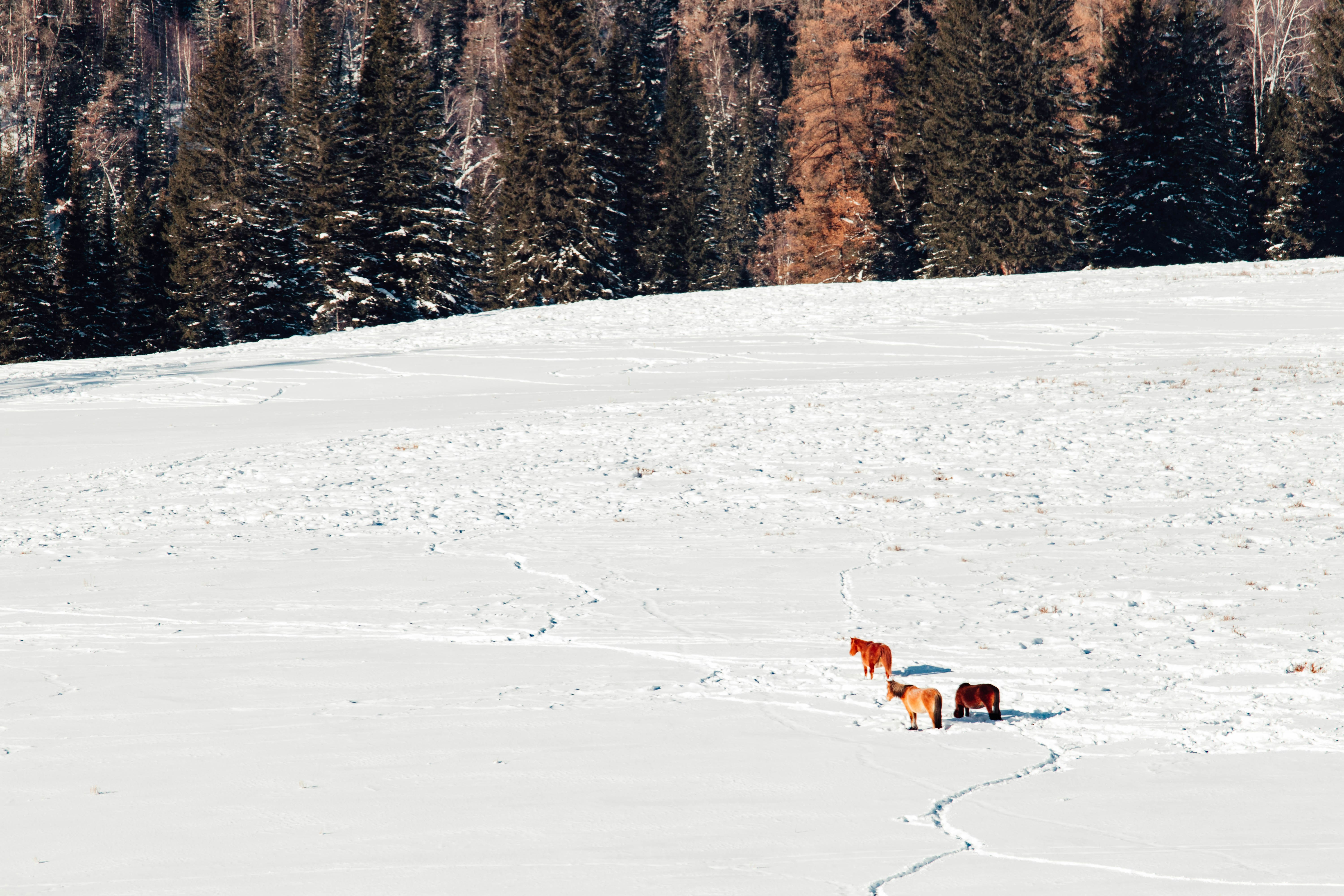 Horses stand in a snow-covered field with trees behind.