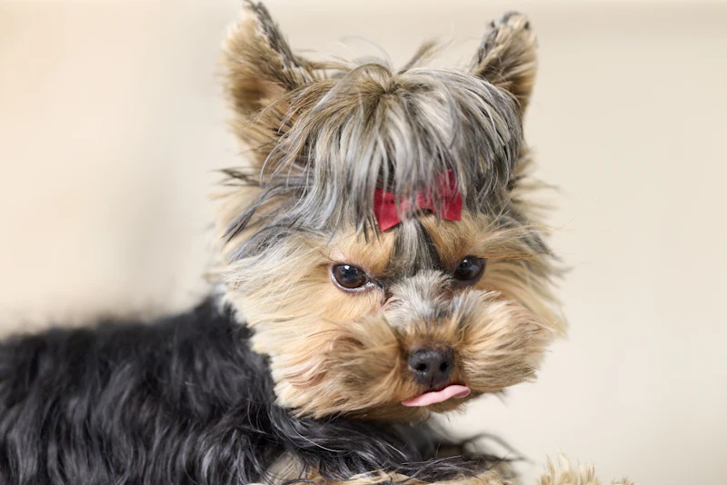 A Yorkshire terrier with a red bow