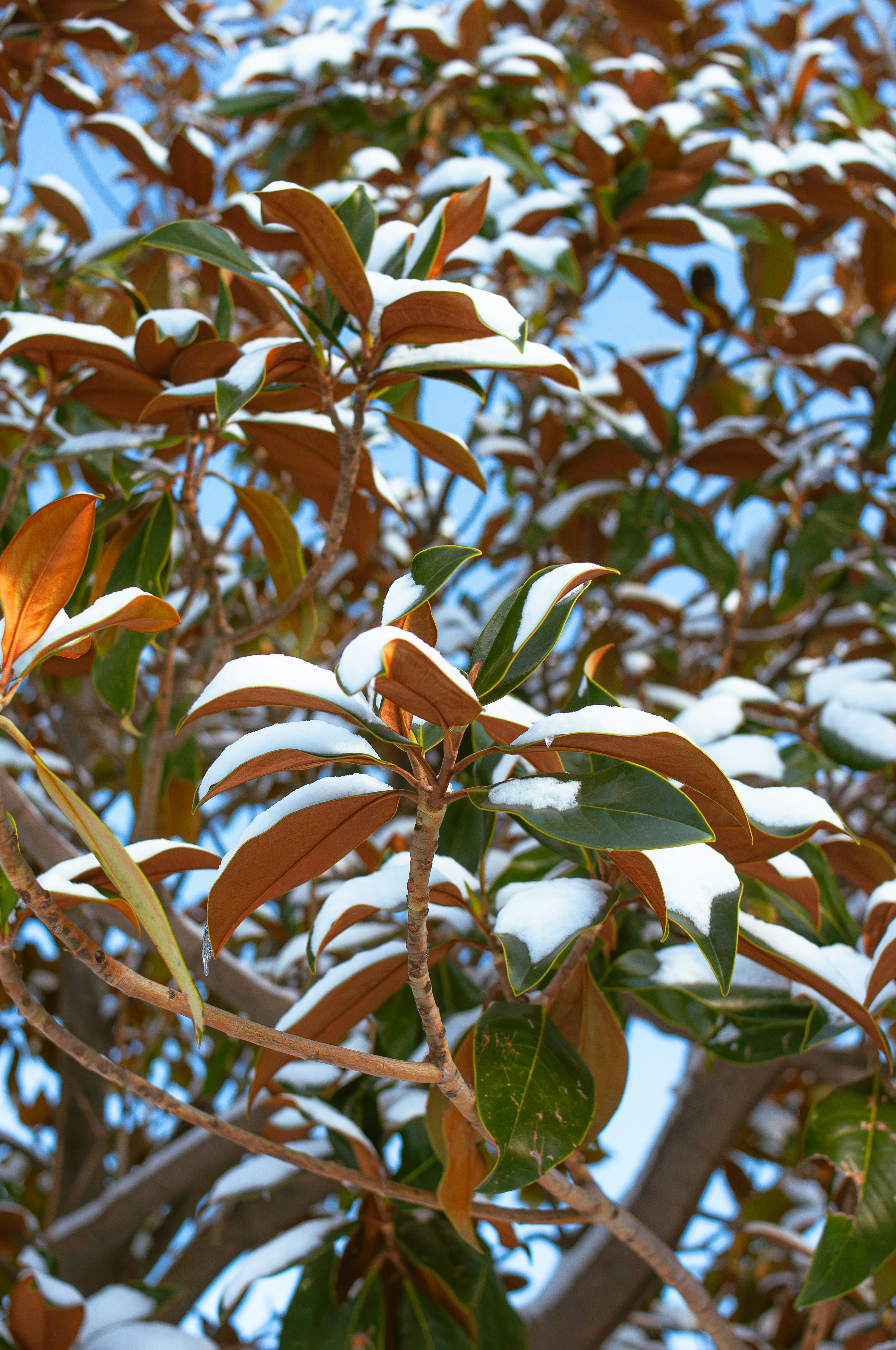 Snow on magnolia tree leaves against blue sky